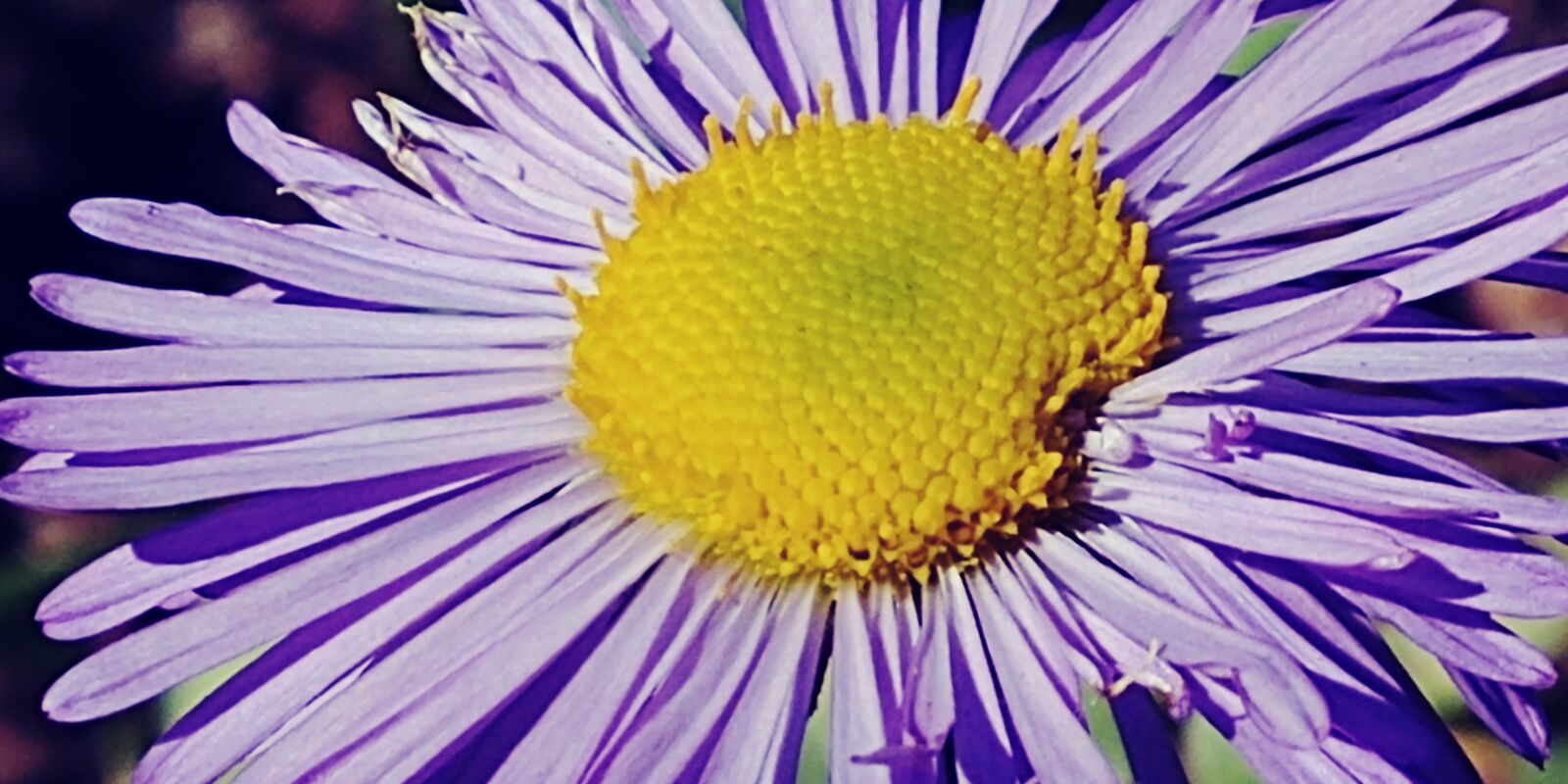 LG G6 sample photo. Flower, nature, garden photography