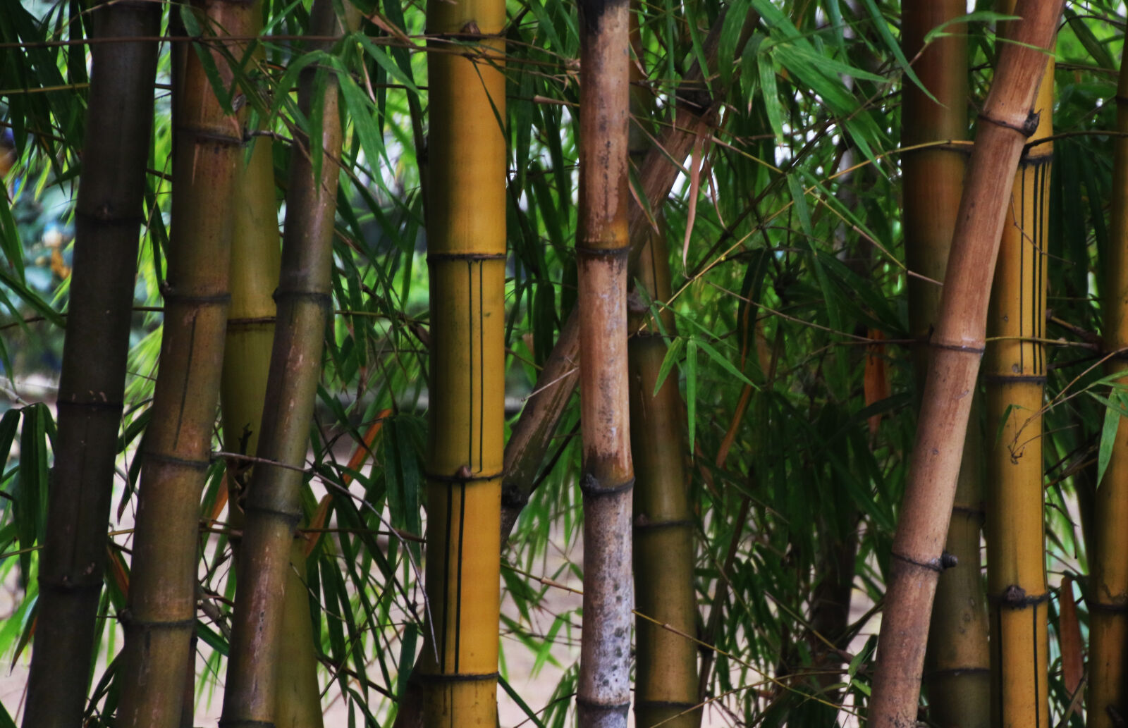 Canon EOS 7D Mark II sample photo. Background, bamboo, china, forest photography