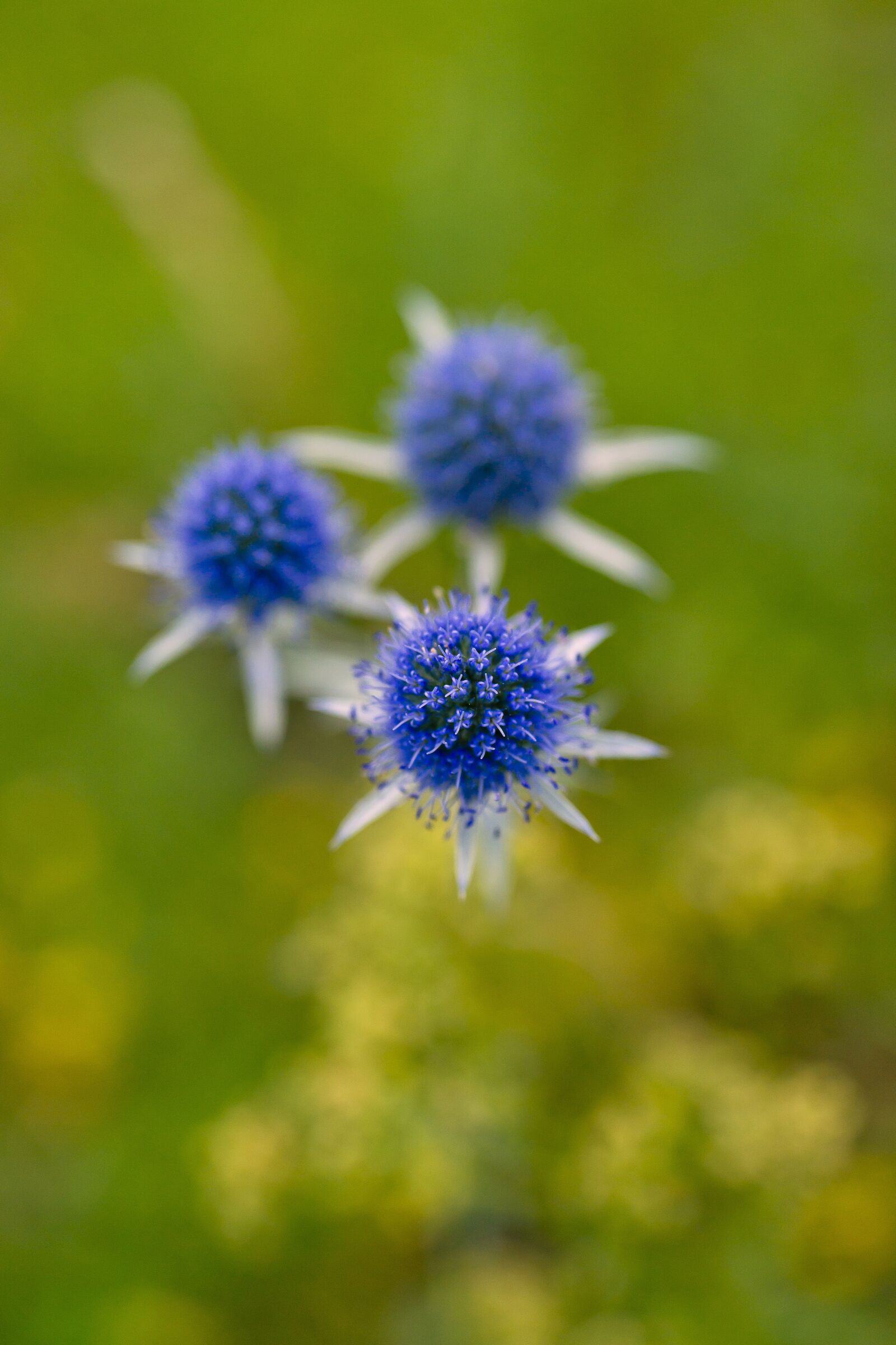 Sony Alpha DSLR-A850 sample photo. Eryngium, purple, flowers photography