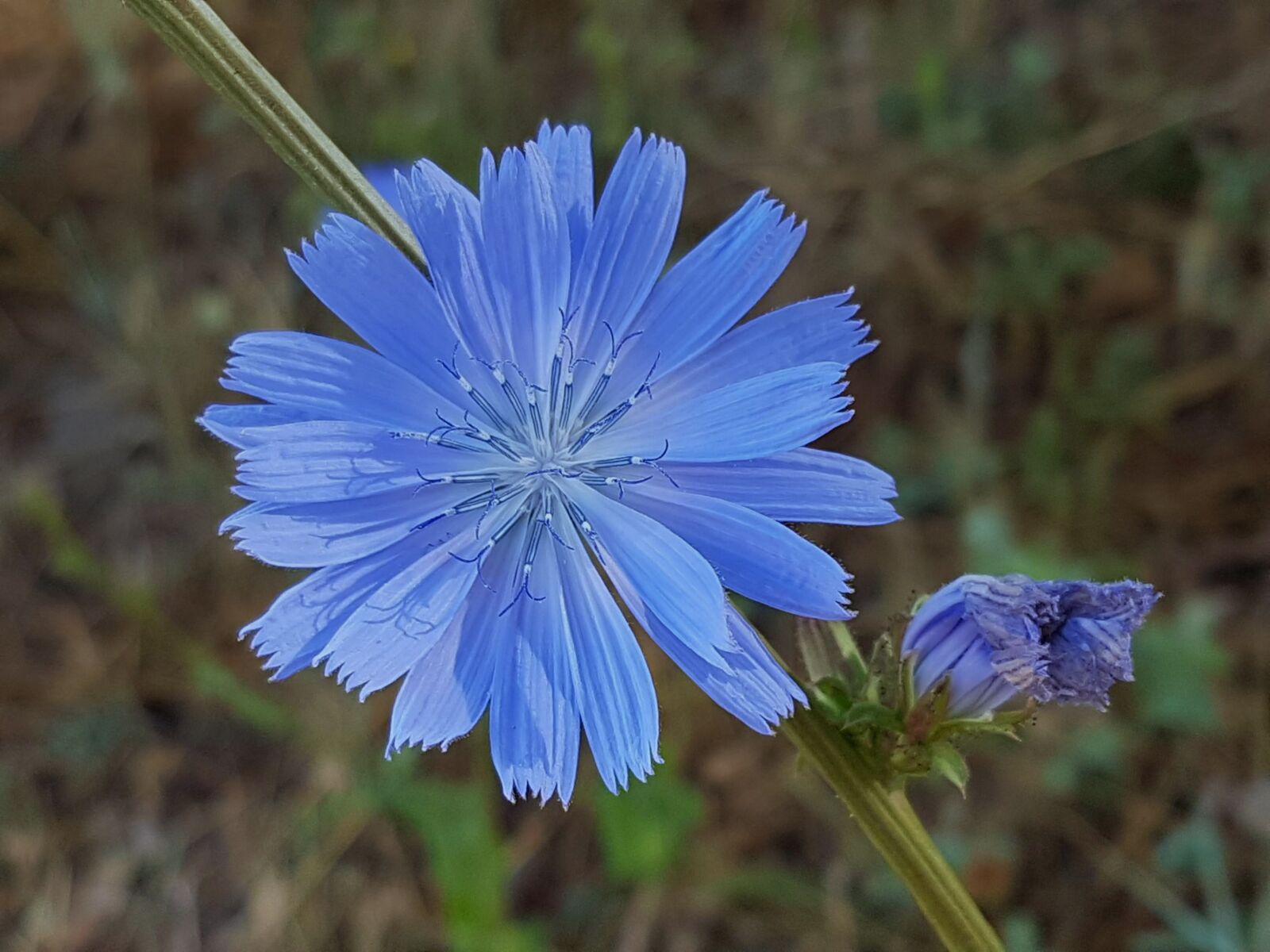 Samsung Galaxy S7 sample photo. Flower, blue, nature photography