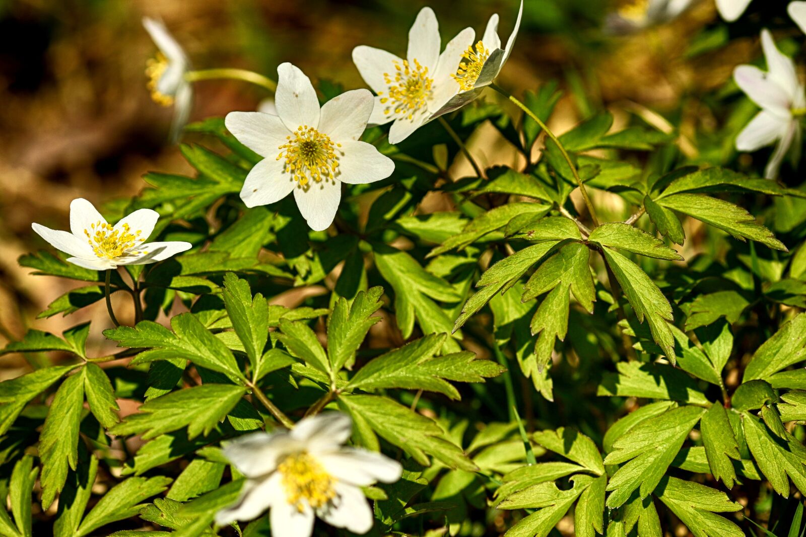 Canon EOS 7D Mark II + Canon EF 135mm F2L USM sample photo. Nature, flora, flower photography