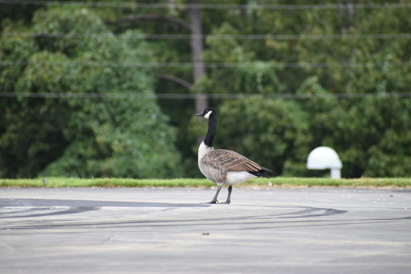 Nikon D3500 sample photo. Goose, bird, animal photography