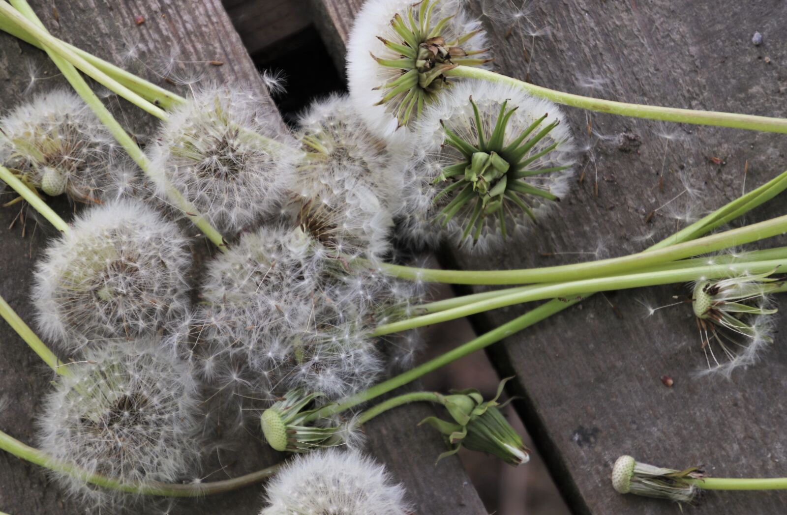 Canon EOS 80D sample photo. Close up, dandelion, gray photography