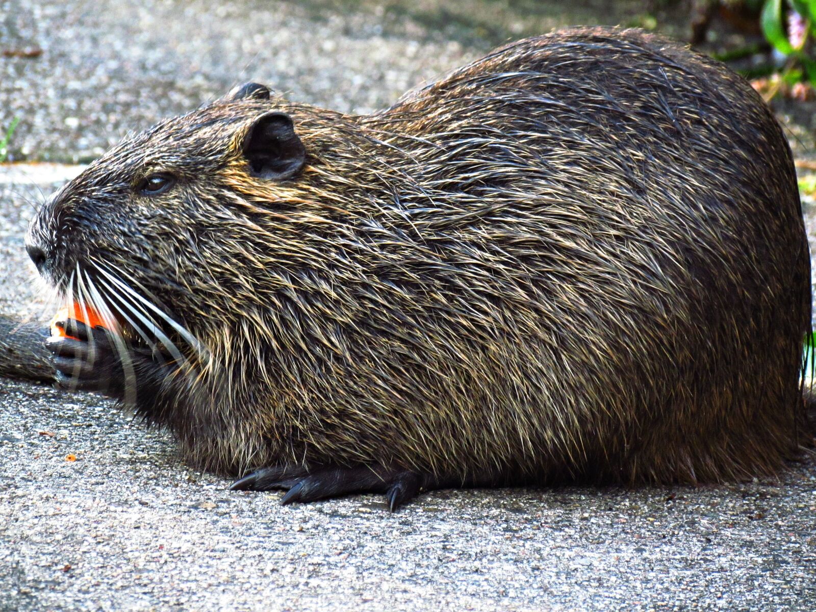Canon PowerShot SX30 IS sample photo. Nutria, mammal, animals photography