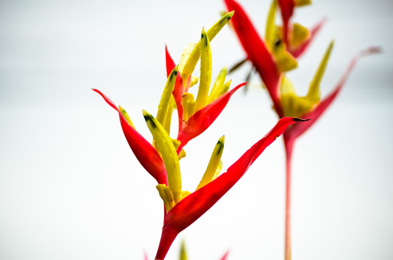 Nikon D7000 sample photo. Nature, leaf, flower photography