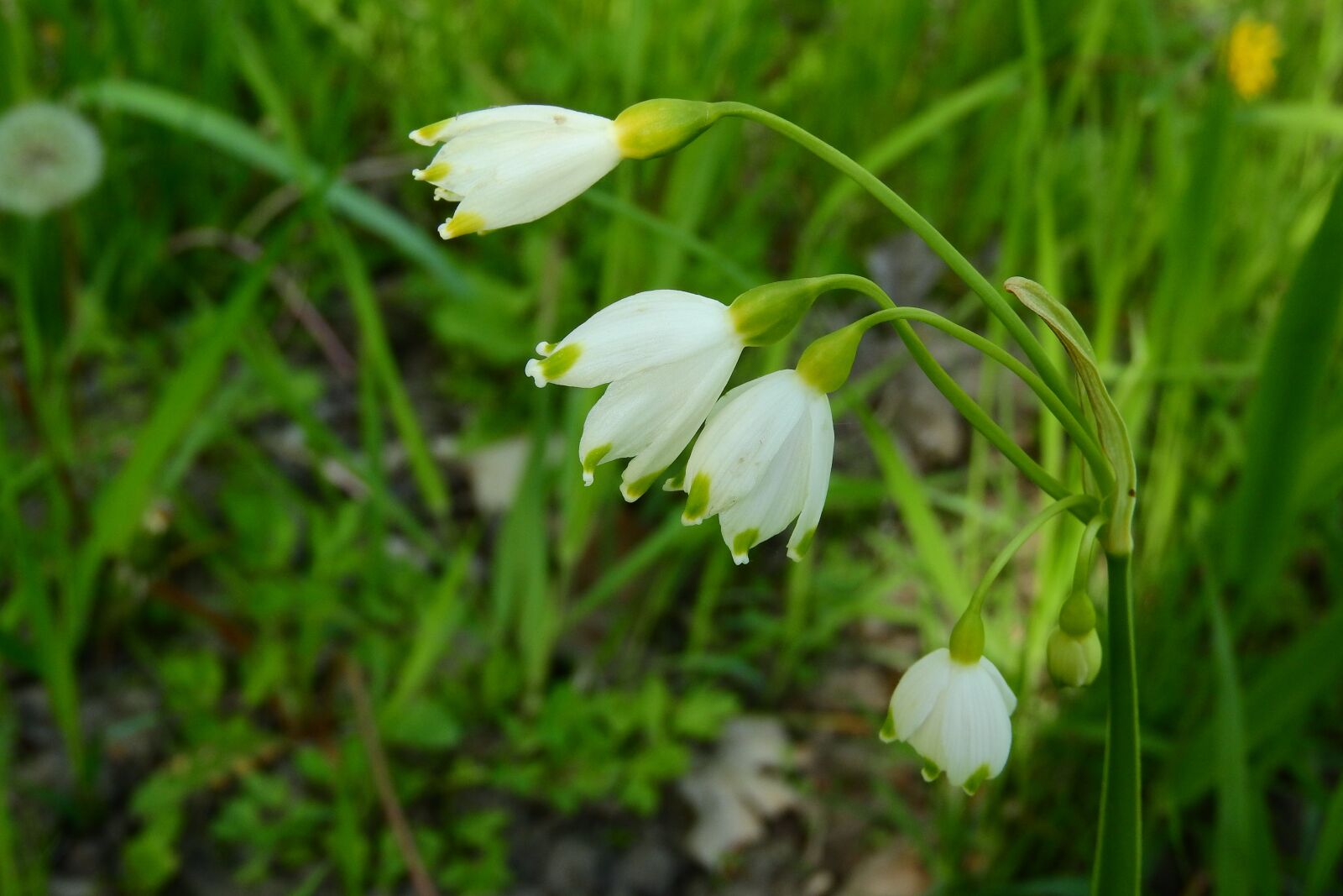 Nikon Coolpix P610 sample photo. Snowflake, leucojum vernum, flowers photography