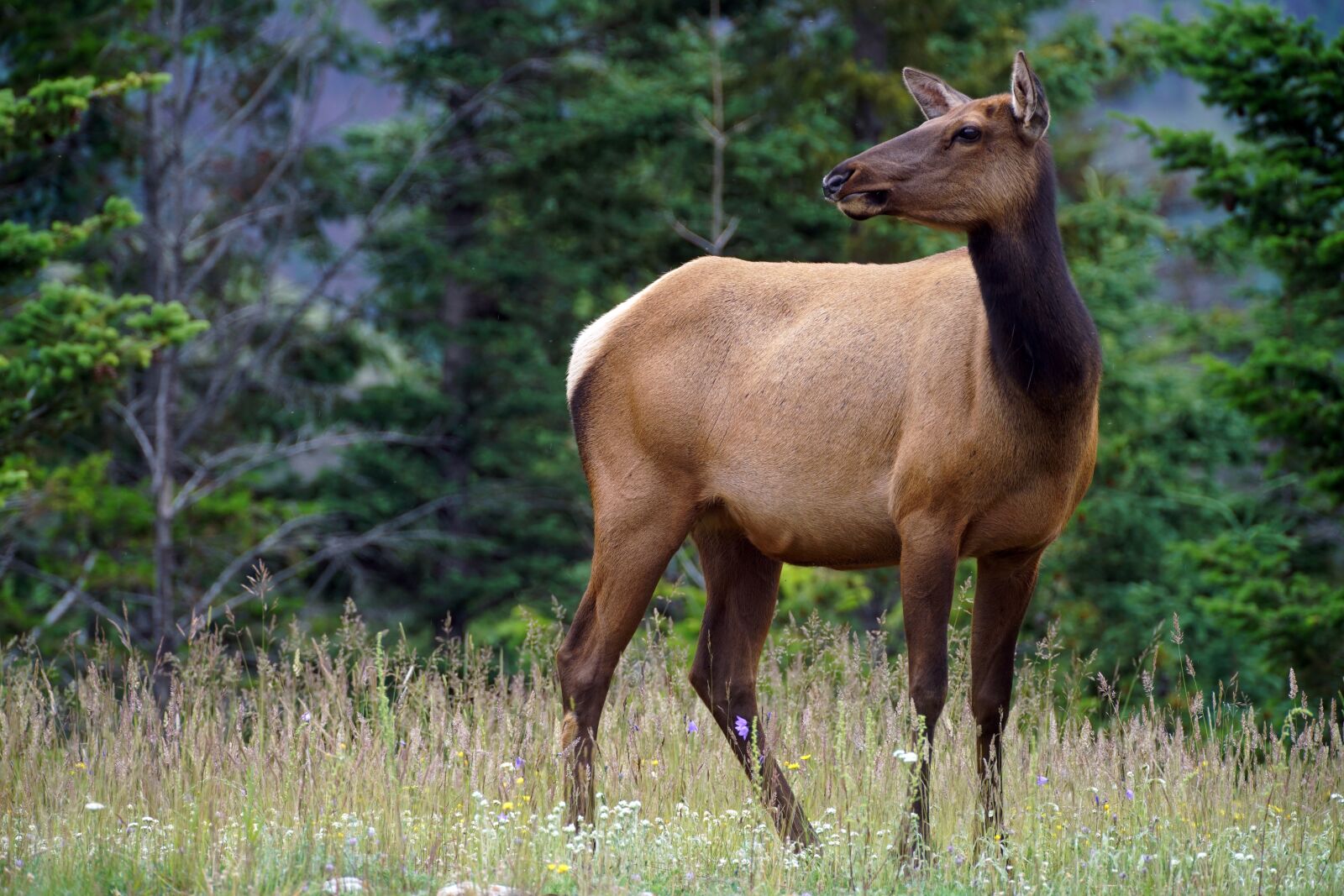 Minolta AF 300mm F2.8 HS-APO G sample photo. Elk, nature, wildlife photography