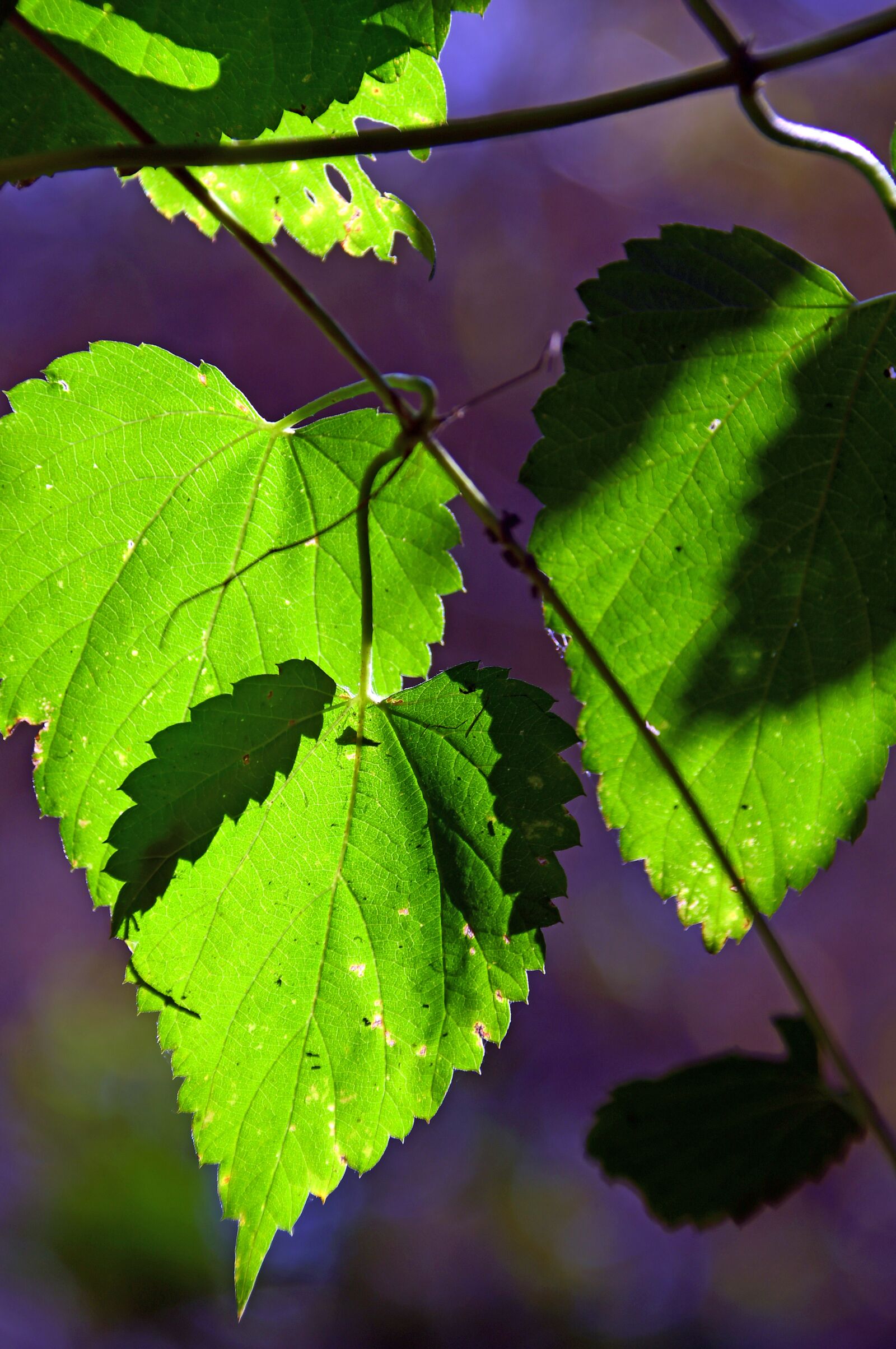 Nikon D3200 sample photo. Foliage, sunshine, shadow photography