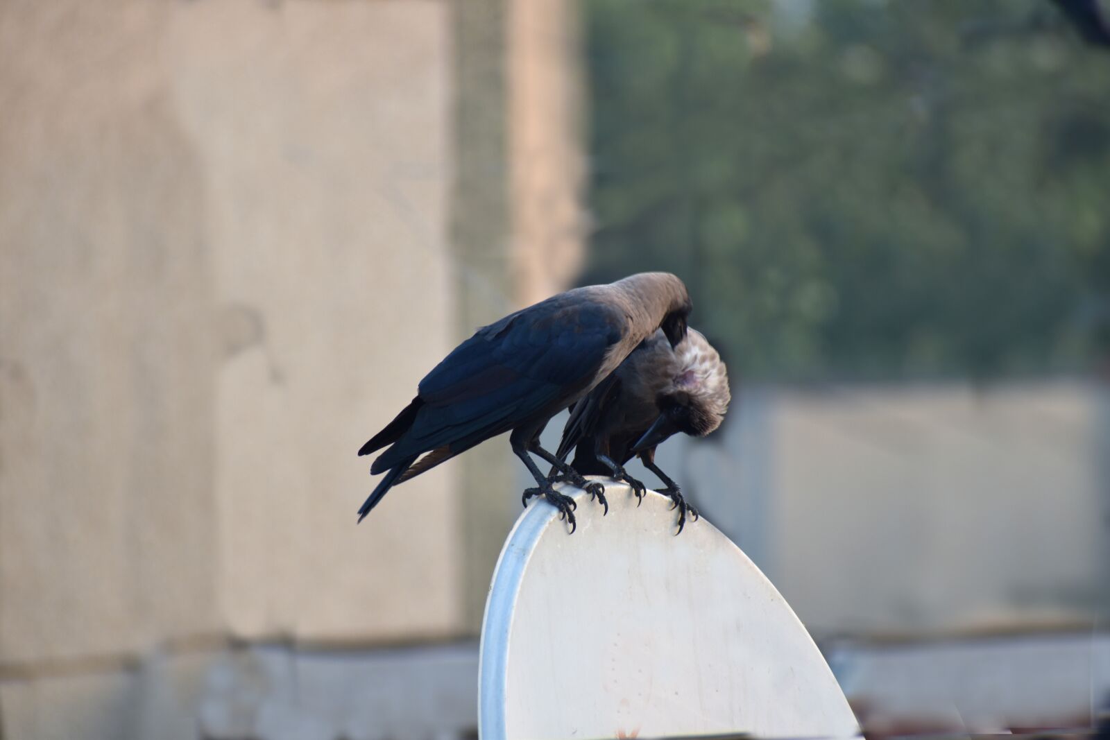 Nikon D5600 sample photo. House crows, crows, preening photography