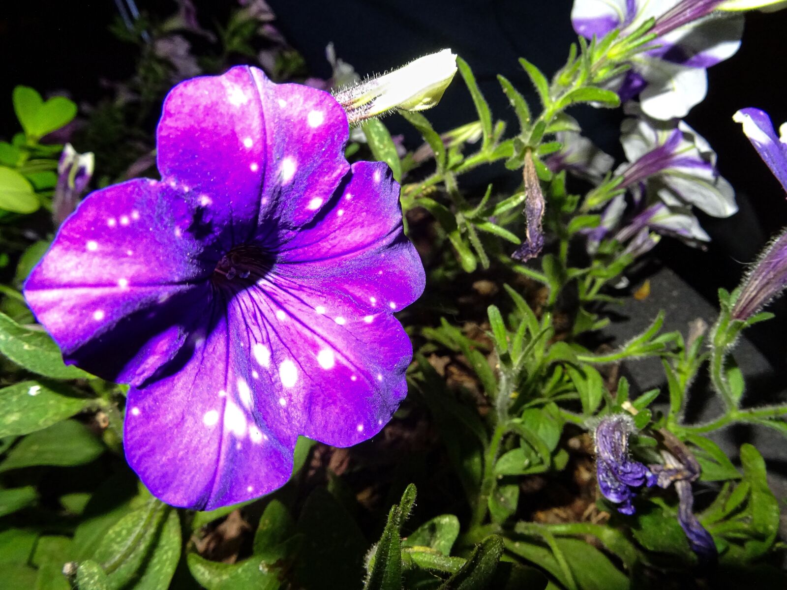 Sony DSC-HX60 sample photo. Flowers, flash, purple photography