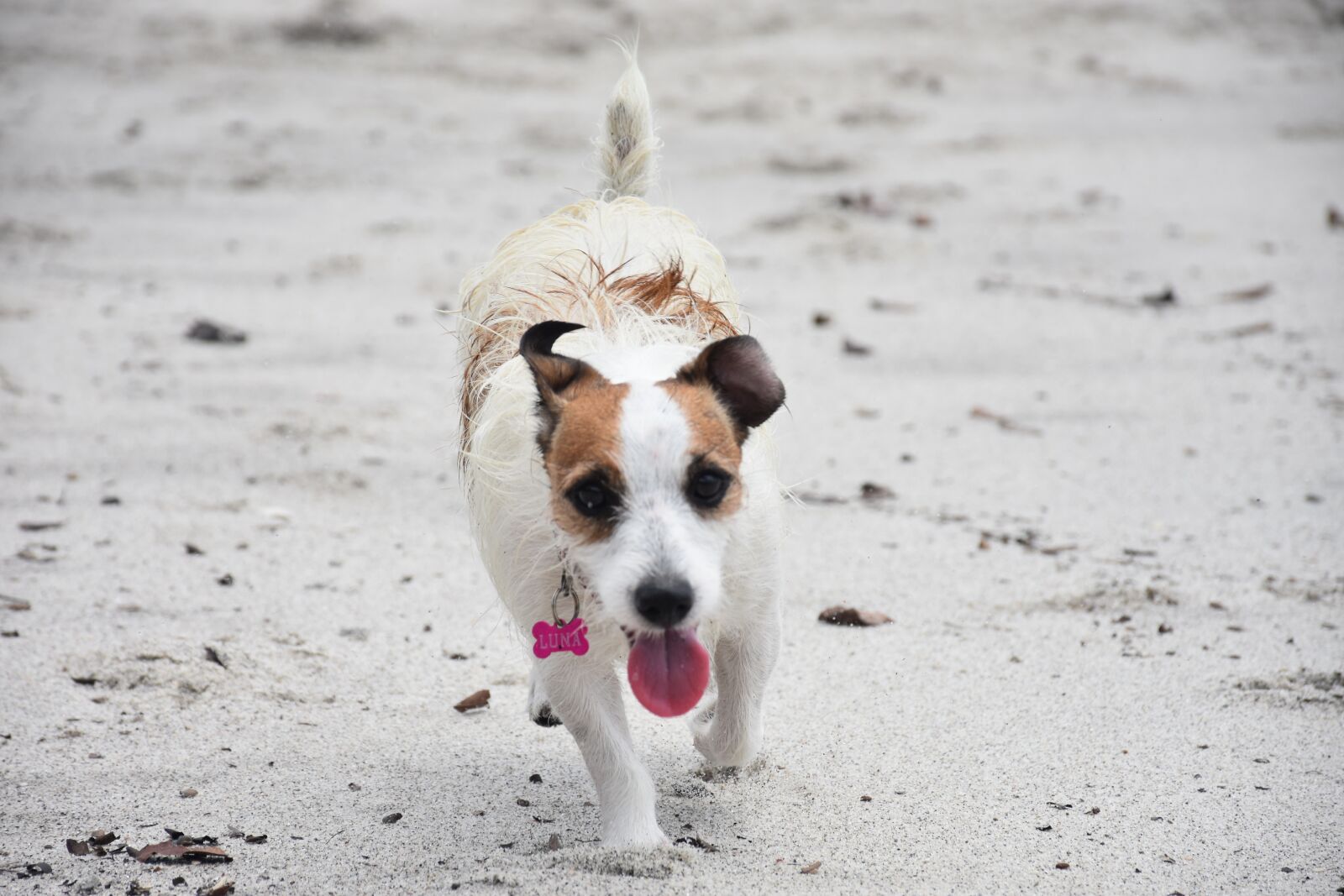 Nikon D7200 sample photo. Dog, beach, animals photography