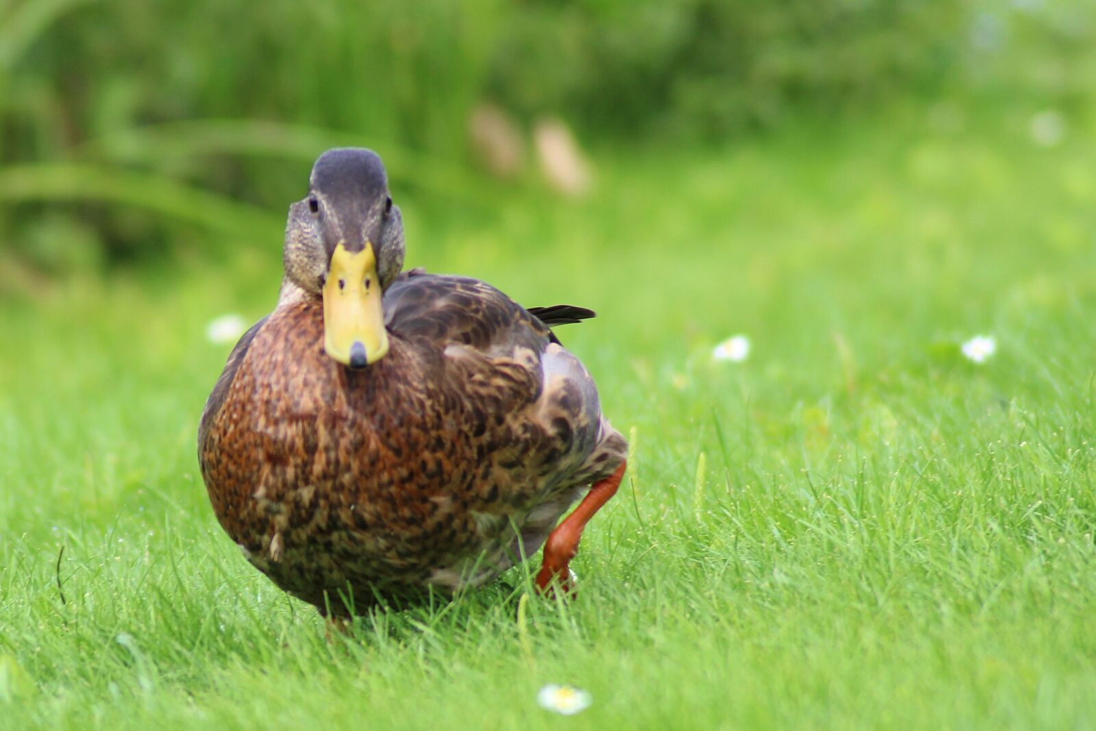 Canon EOS 600D (Rebel EOS T3i / EOS Kiss X5) sample photo. Mallard, duck, spring meadow photography