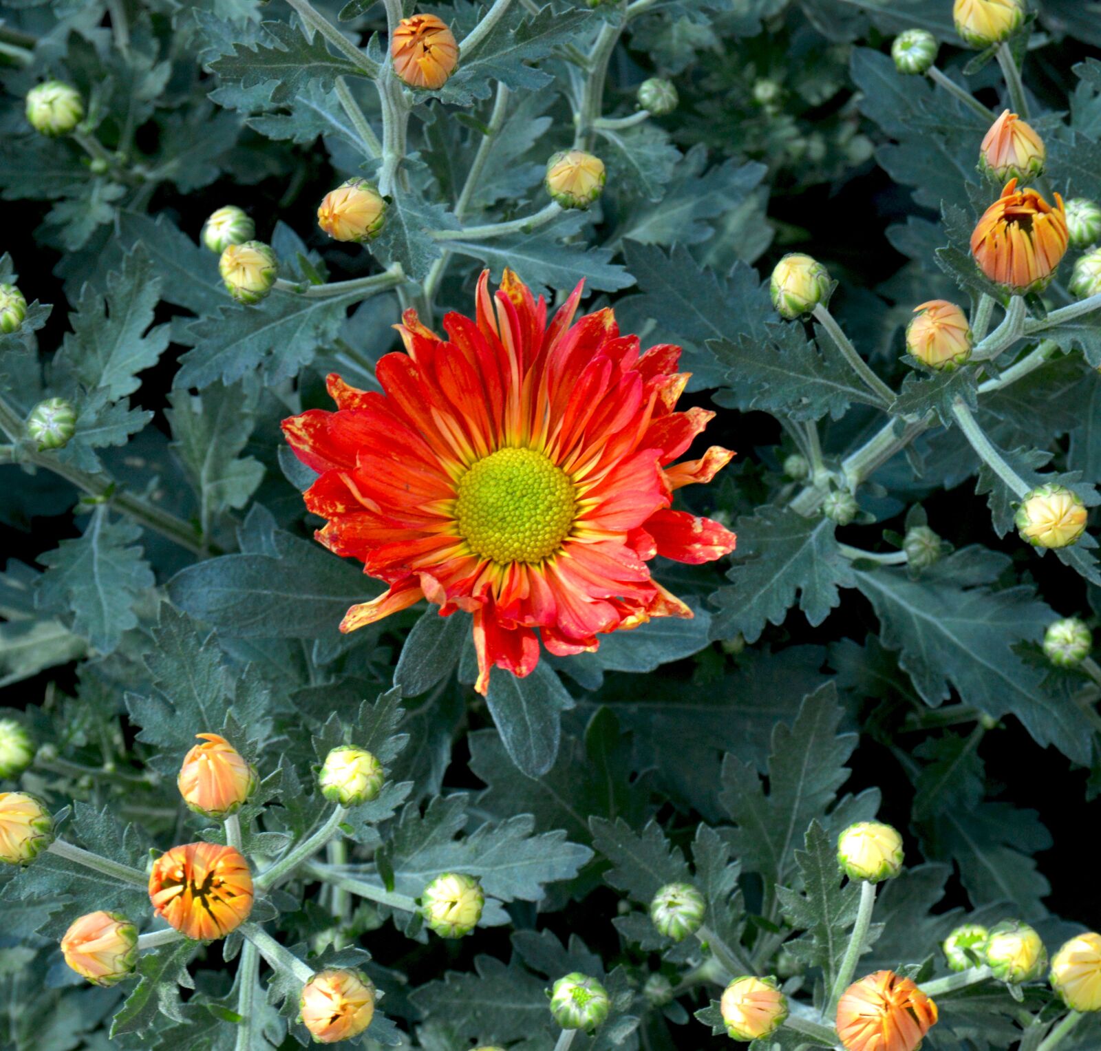 Nikon D3200 sample photo. Flowers, plants, nature photography