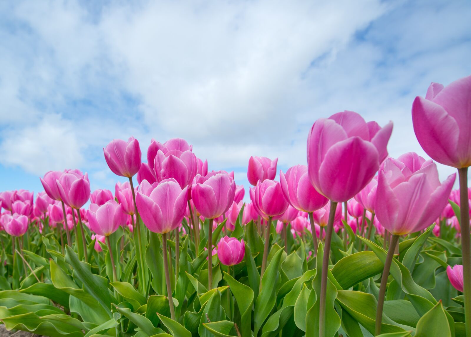 Nikon D610 sample photo. Pink, tulip, bulb photography