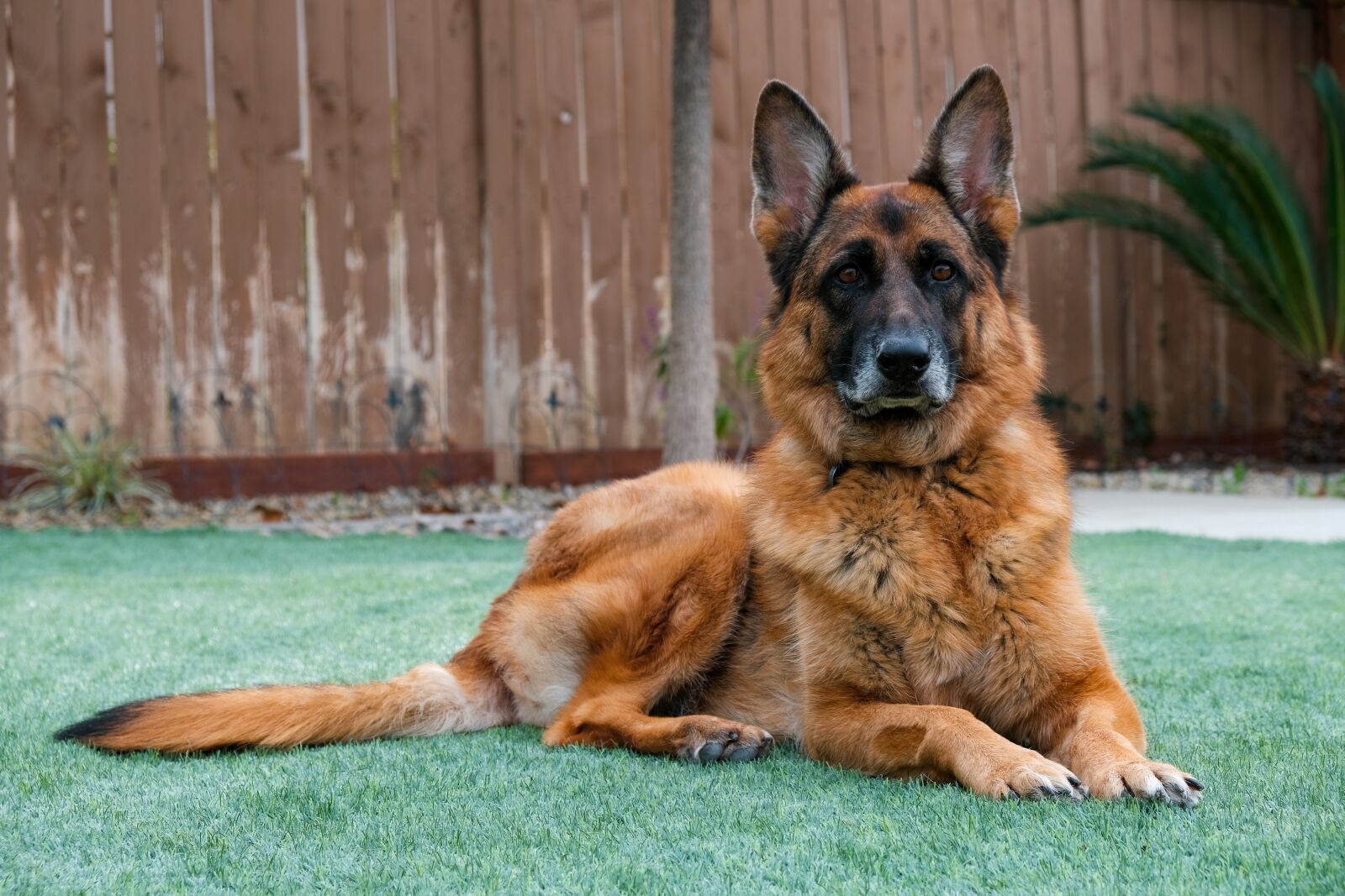 Fujifilm X-T3 sample photo. German shepherd dog, pet photography