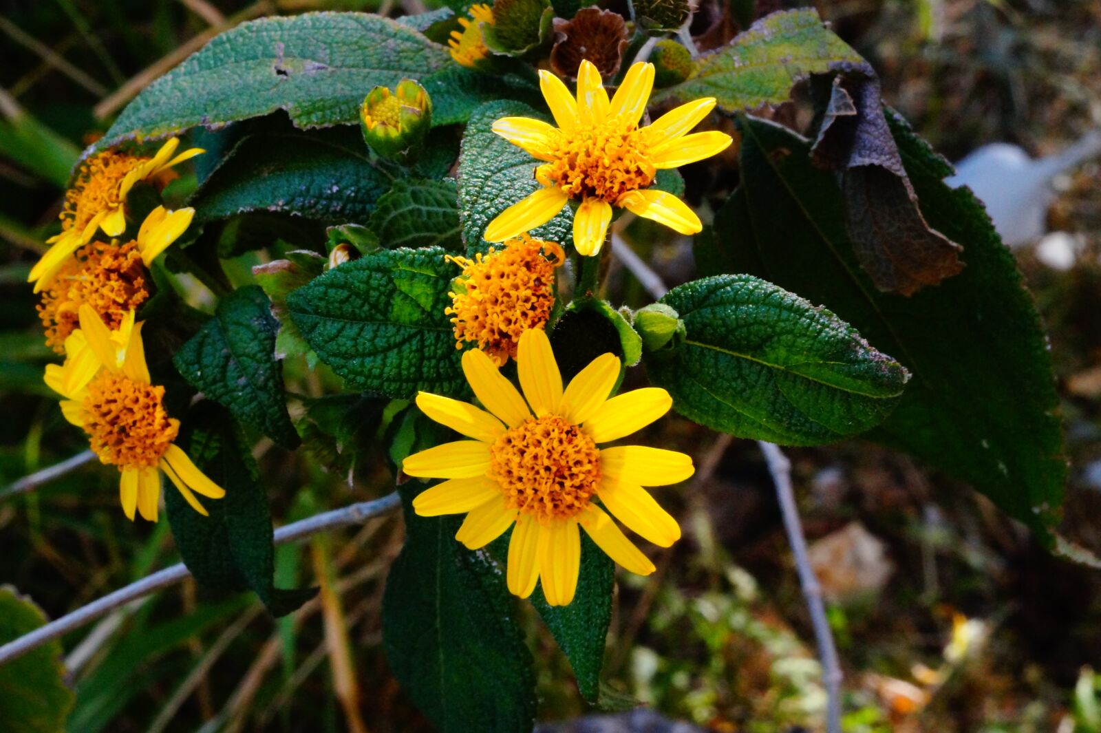 Sony Alpha a3000 sample photo. El salvador, garden, yellow photography