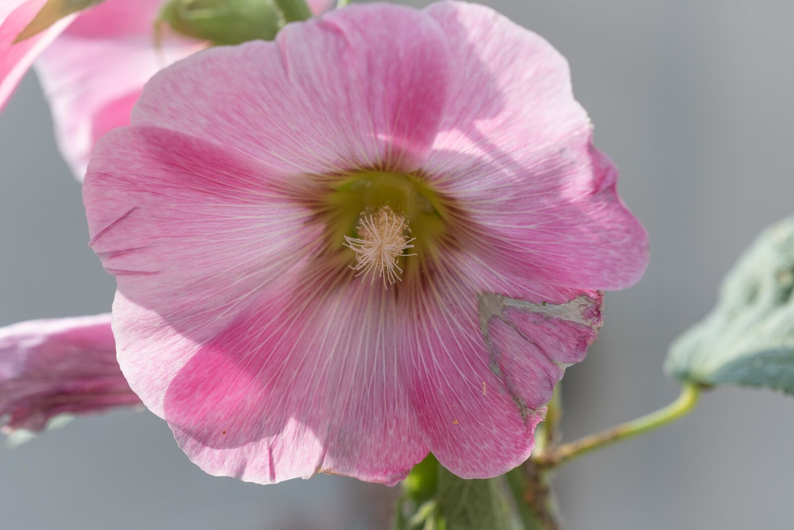 Nikon D750 sample photo. Stock rose, pink, flower photography