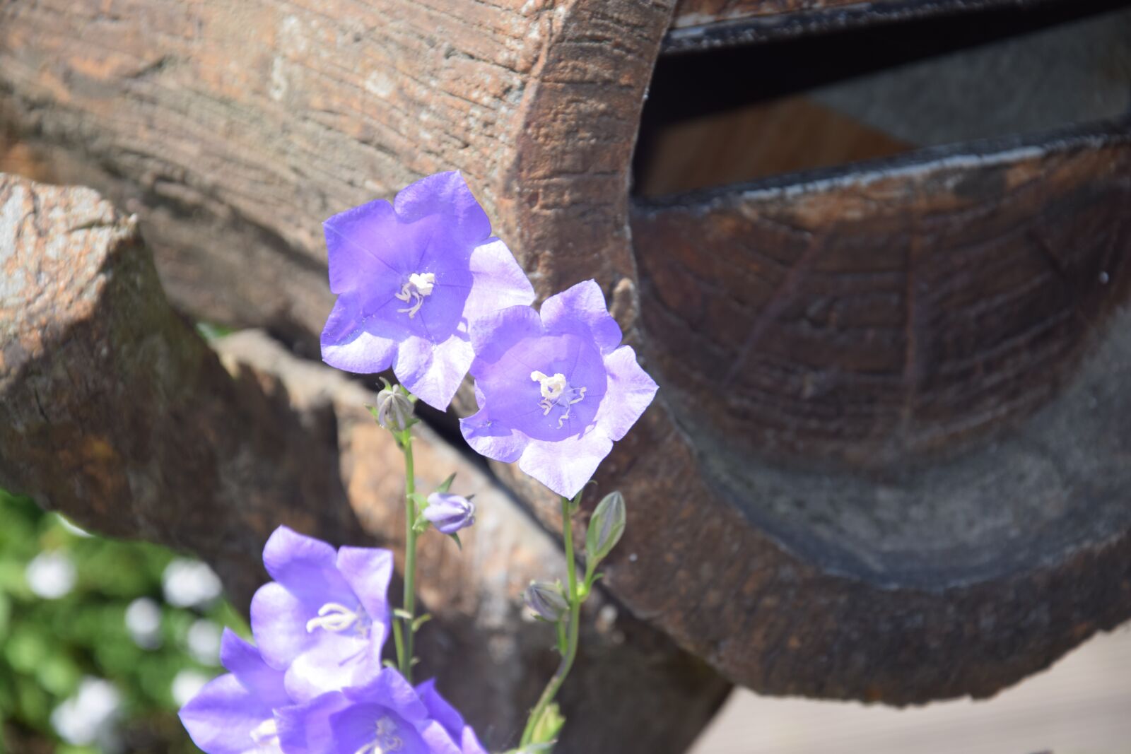 Nikon D5300 sample photo. Purple flowers, summer, lavender photography
