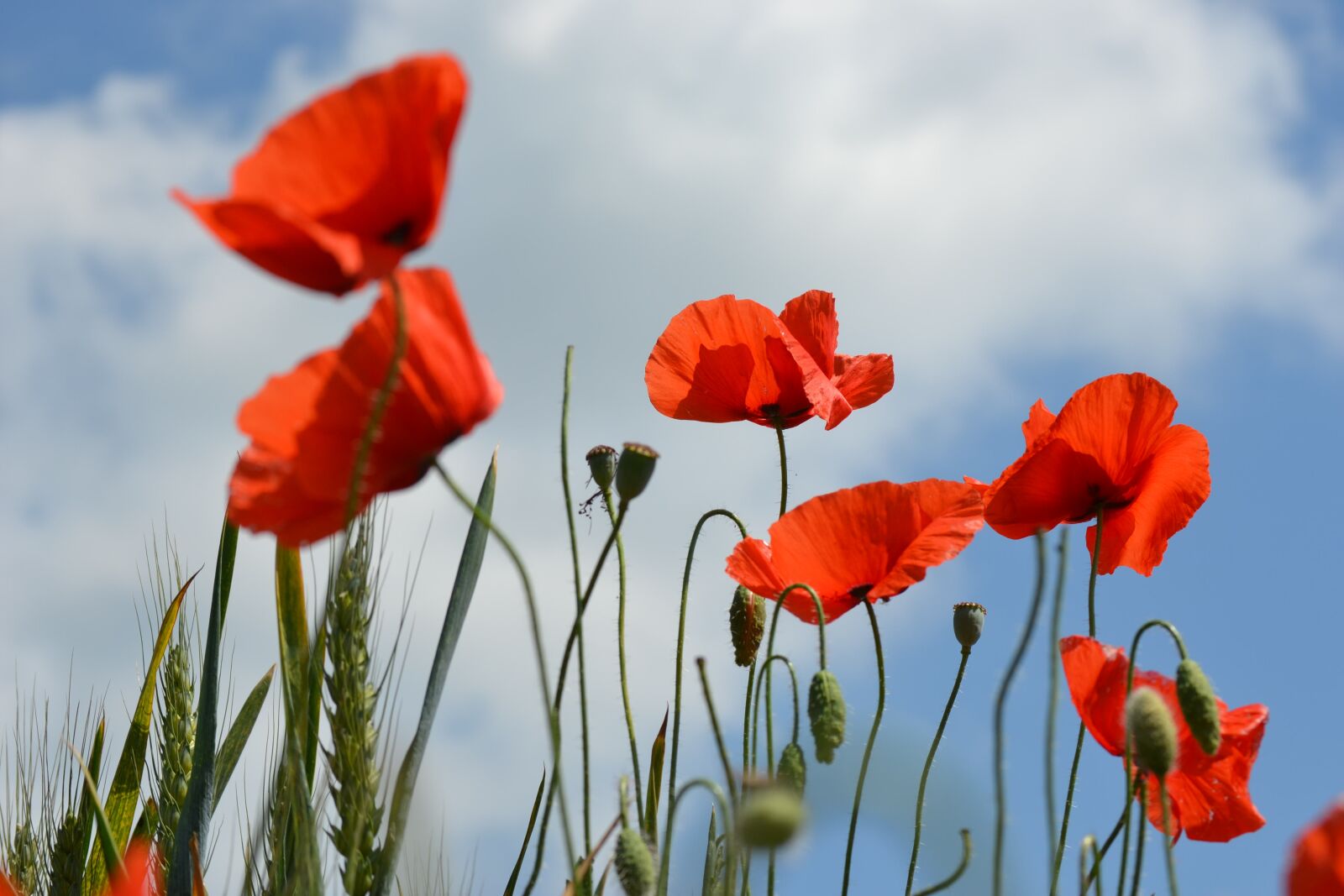 Nikon D3100 sample photo. Wild poppy, field bloom photography