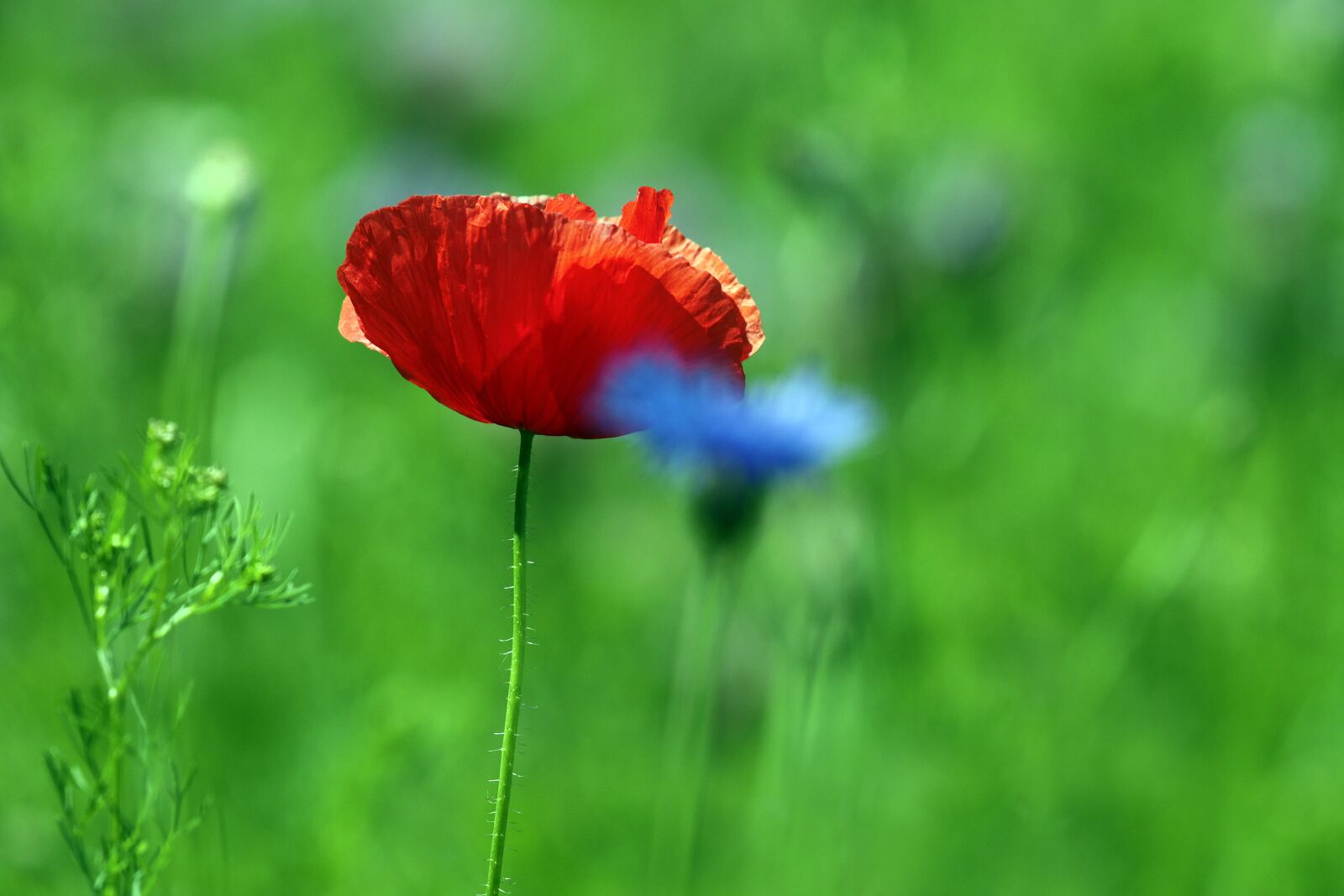 Canon EOS 7D Mark II + Canon EF 100-400mm F4.5-5.6L IS II USM sample photo. Poppy, red, field photography