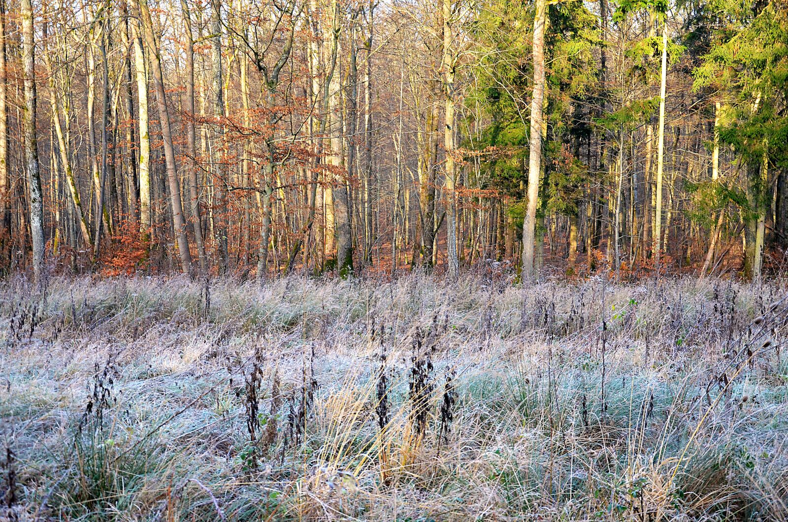 Nikon D5100 sample photo. Forest, winter, nature photography