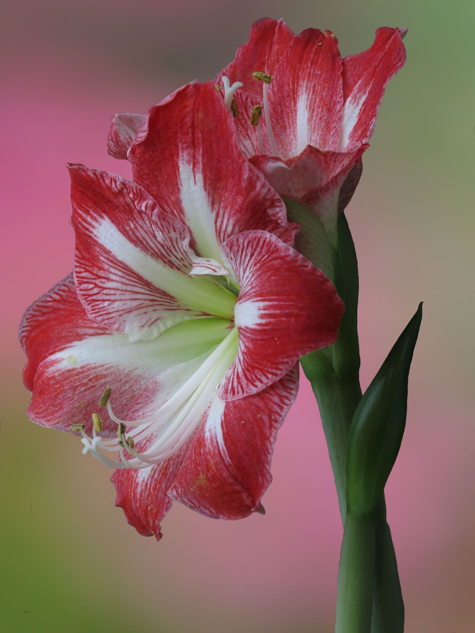 Canon PowerShot G15 sample photo. Knights star, amaryllis, flower photography