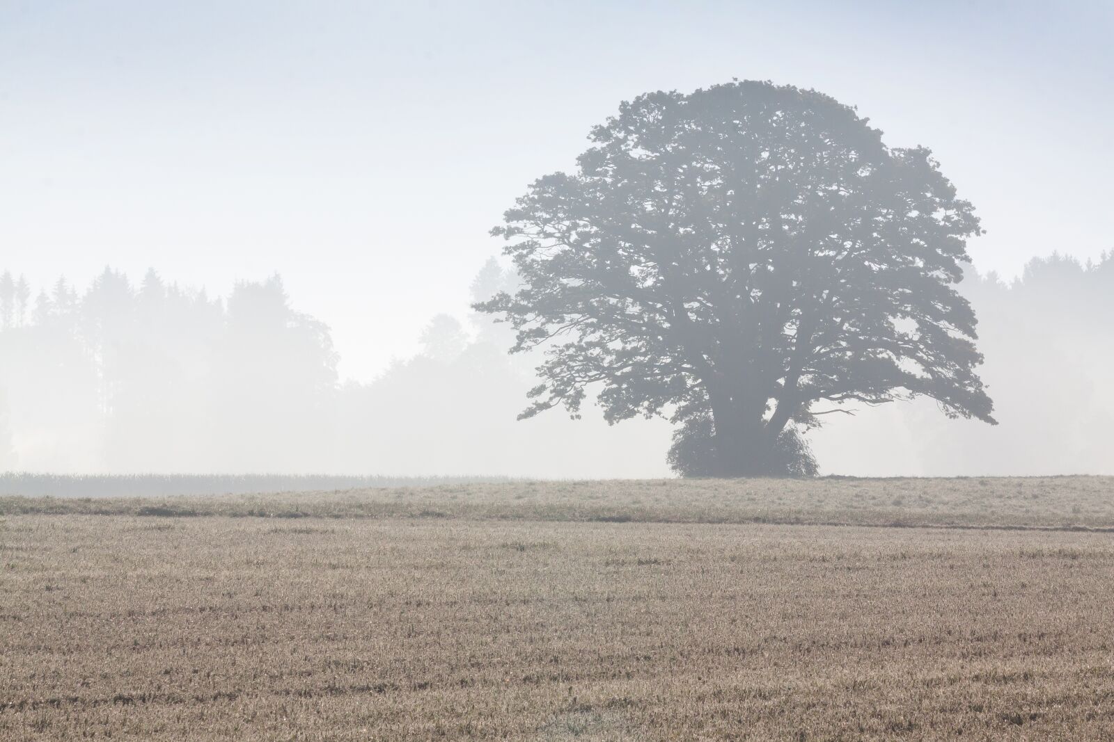 Canon EOS 50D sample photo. Tree, arable, field photography