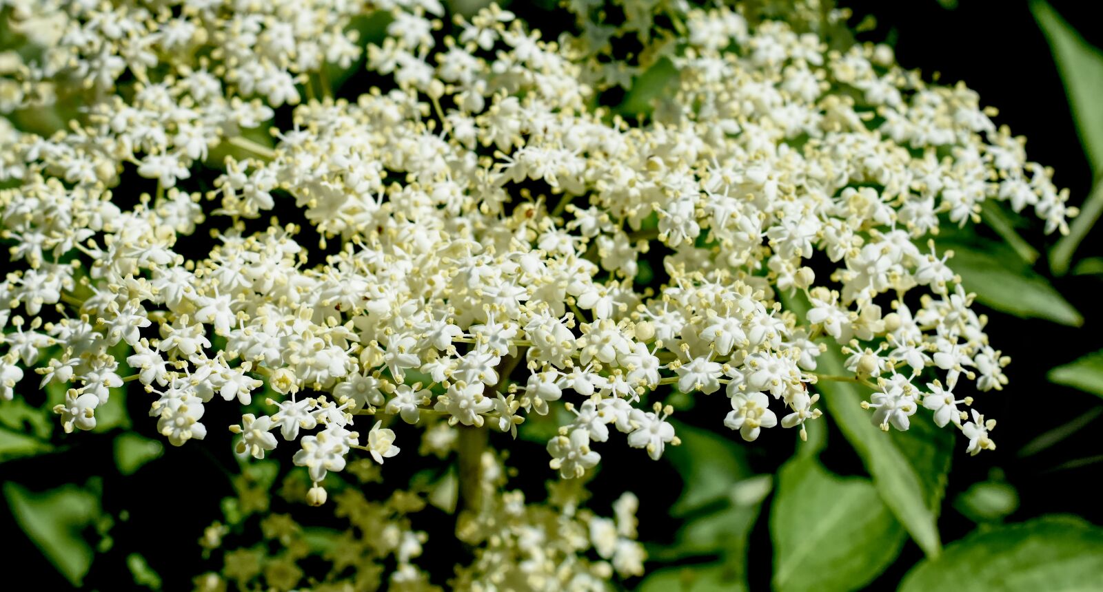Nikon D7200 sample photo. Elder, elderflower, holder bush photography