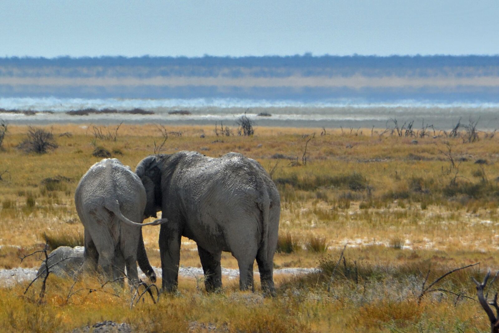 Nikon D5100 sample photo. Namibia, elephant, africa photography