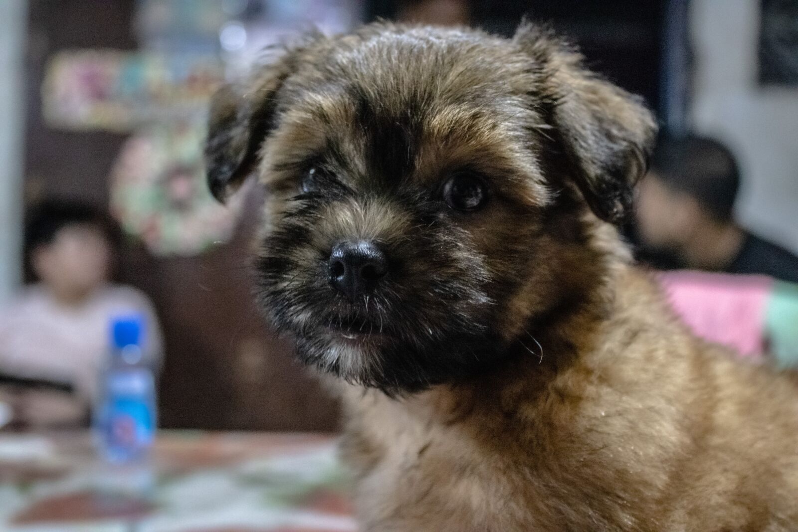 Canon EOS 2000D (EOS Rebel T7 / EOS Kiss X90 / EOS 1500D) sample photo. Shih tzu, puppy, shih photography