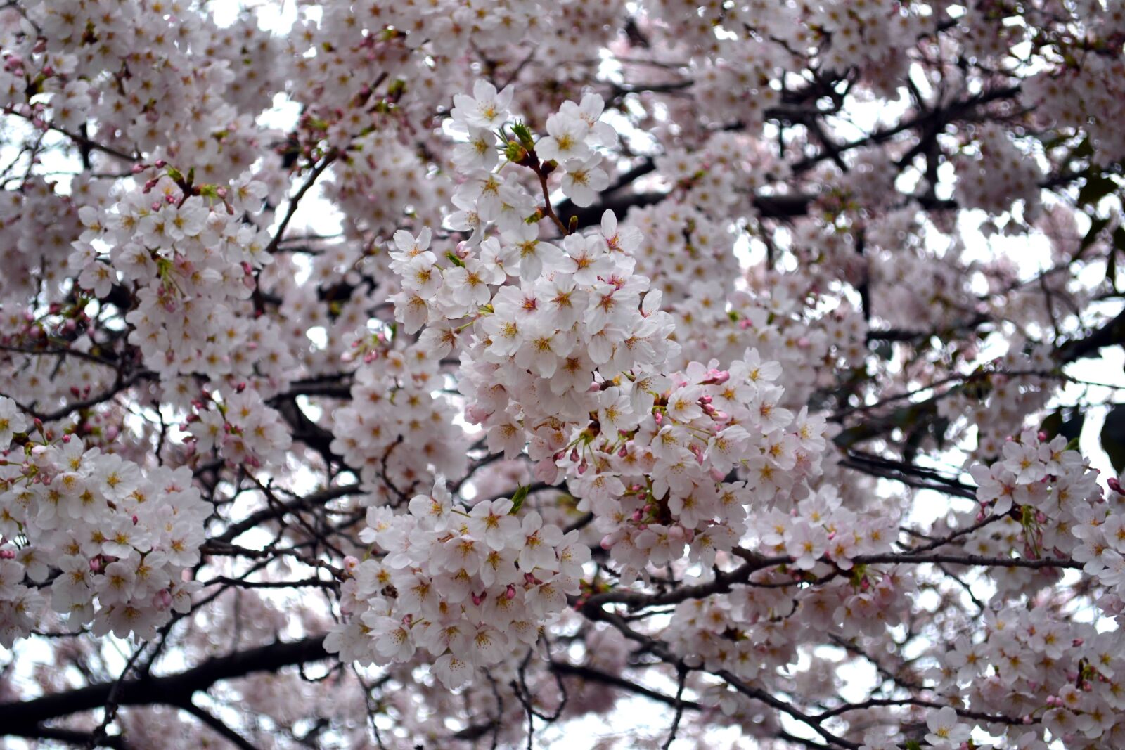Nikon D3100 sample photo. Flower, cherry blossom, pink photography