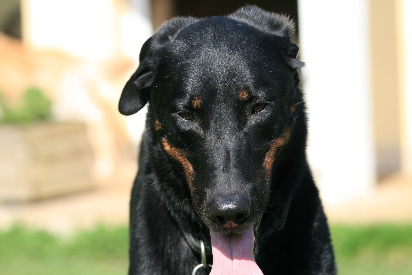 Canon EOS 400D (EOS Digital Rebel XTi / EOS Kiss Digital X) sample photo. Beauceron, berger de beauce photography