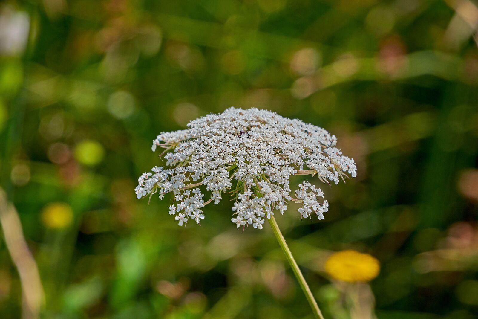 Nikon D7200 sample photo. Flower, white, summer photography