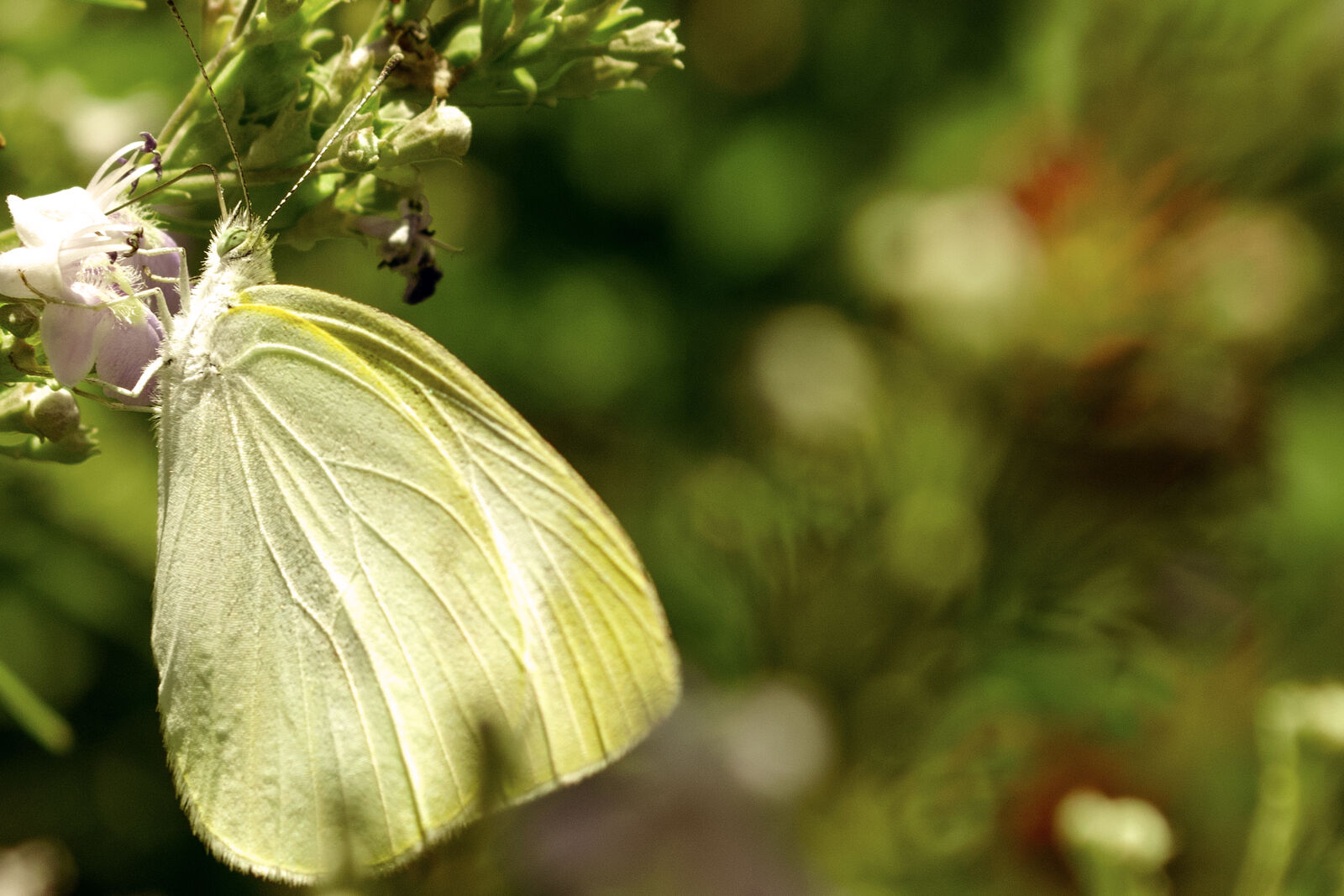 Nikon D5300 sample photo