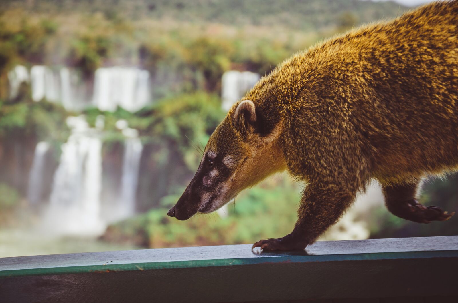 Nikon D7000 sample photo. Waterfall, coati, cataracts photography