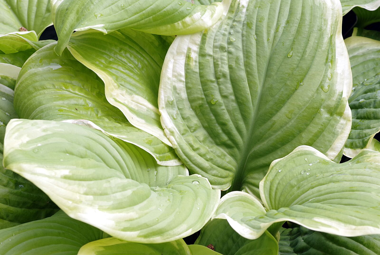 Pentax K-S2 sample photo. Foliage, green, large photography