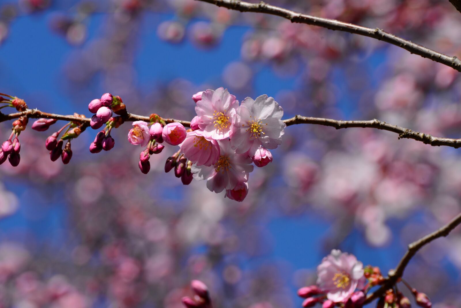 Nikon D610 sample photo. Japanese cherry blossom, cherry photography