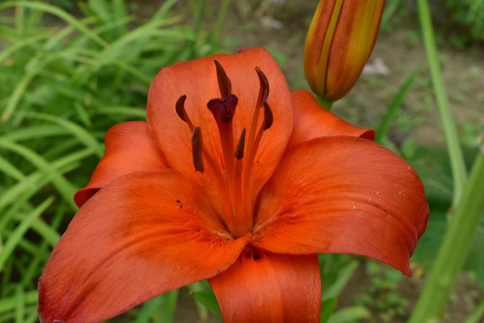 Nikon D5500 sample photo. Biology, flower garden, horticulture photography