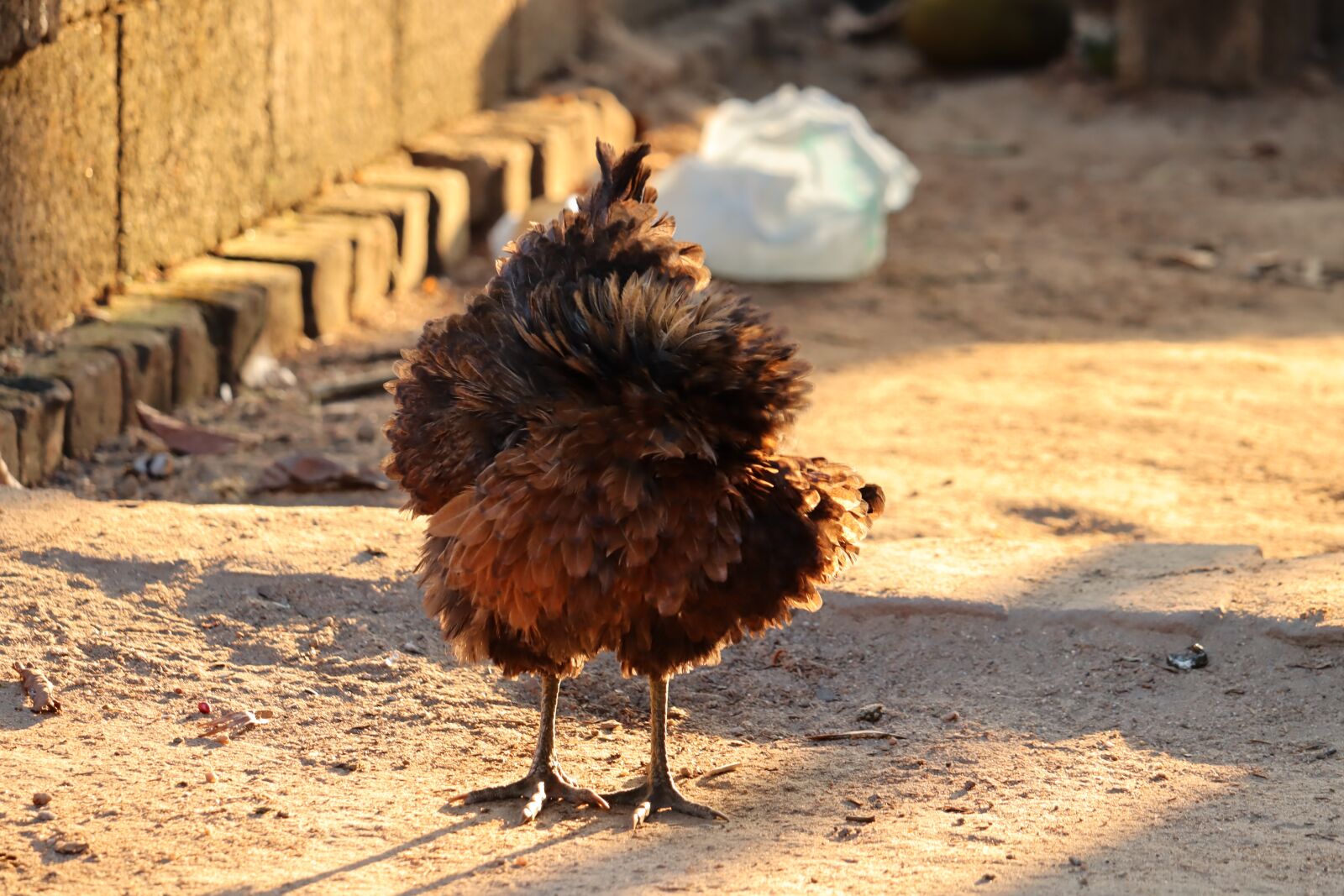 Canon EOS 250D (EOS Rebel SL3 / EOS Kiss X10 / EOS 200D II) sample photo. Hen, male, kerala photography