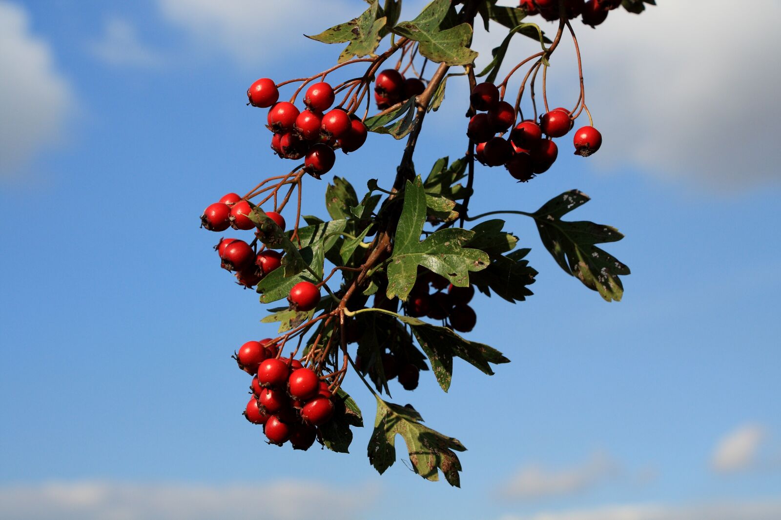 Canon EOS 450D (EOS Rebel XSi / EOS Kiss X2) sample photo. Hawthorn, berries, red photography
