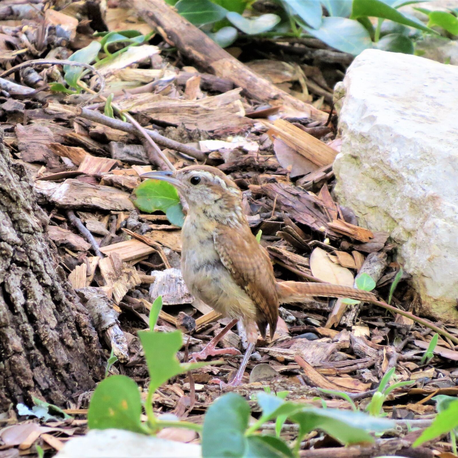 Canon PowerShot SX50 HS sample photo. Bird, wren, brown photography