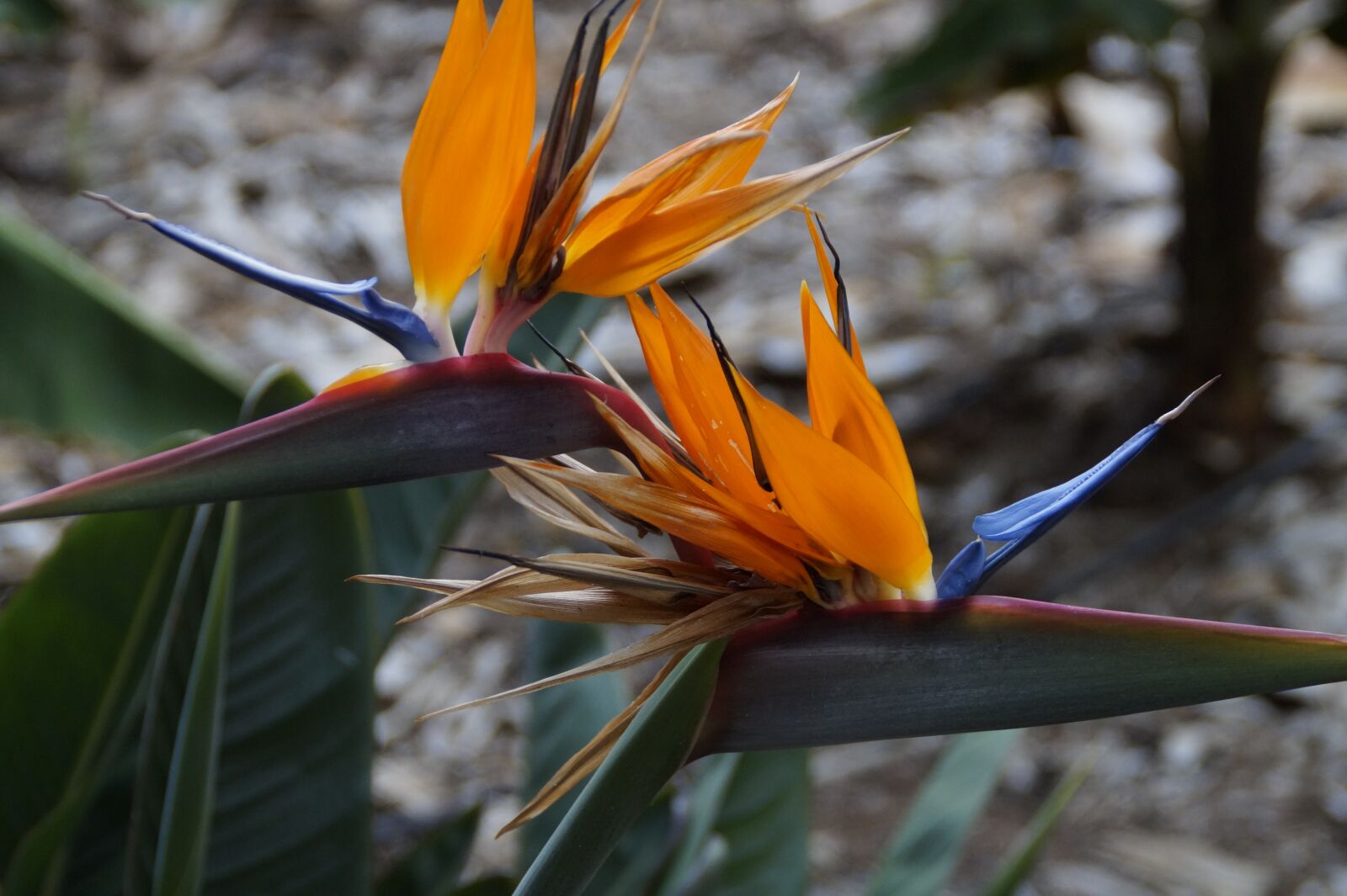 Sony SLT-A58 sample photo. Strelizie, exotic, bird of photography