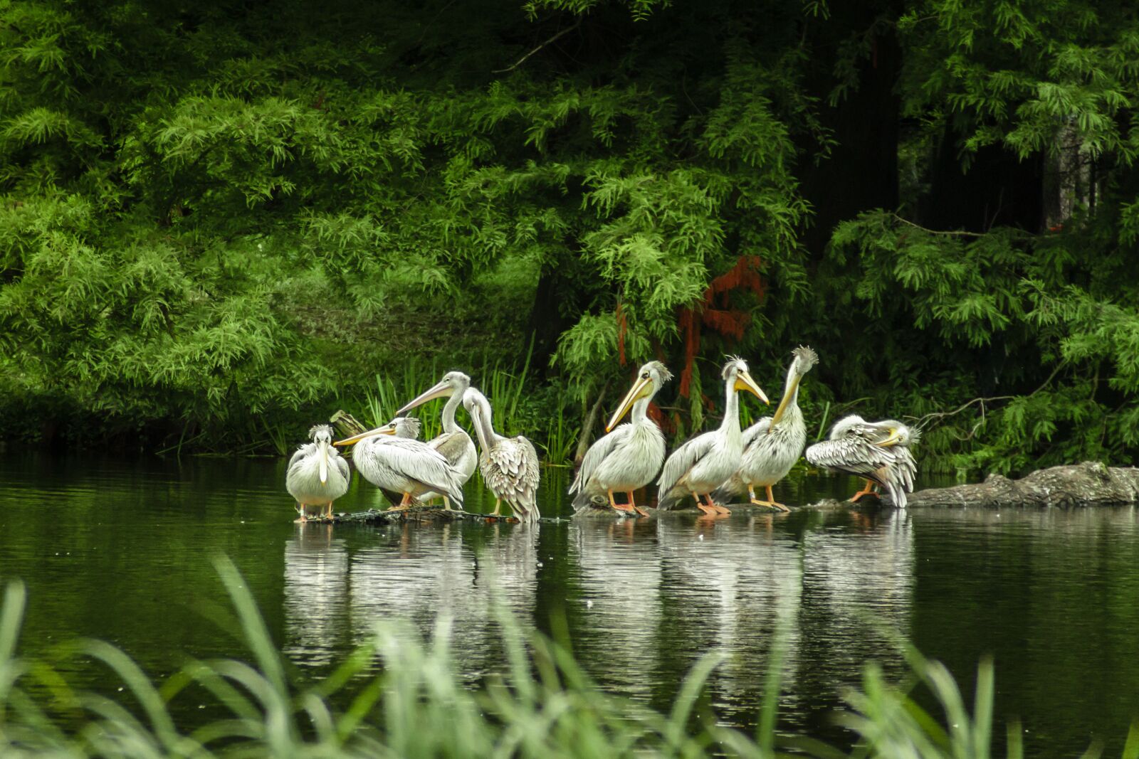 Canon EOS 7D sample photo. Pelicans, lake, zoo photography