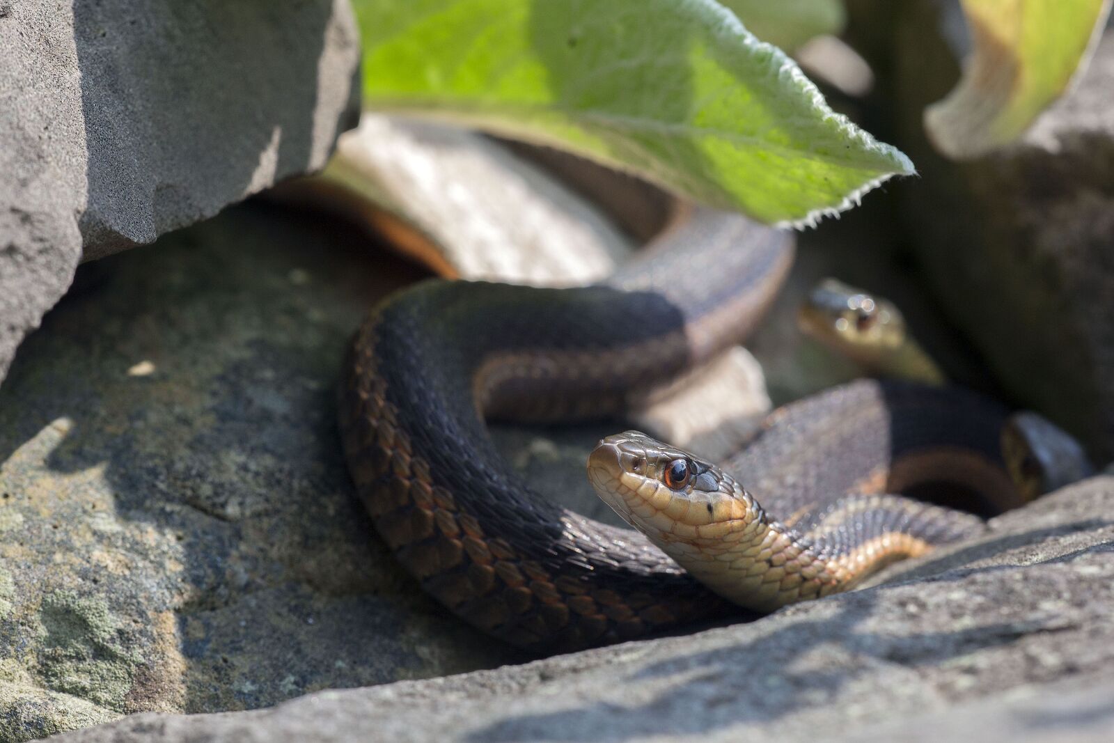 Canon EOS 5D Mark II sample photo. Snakes, reptiles, animal photography