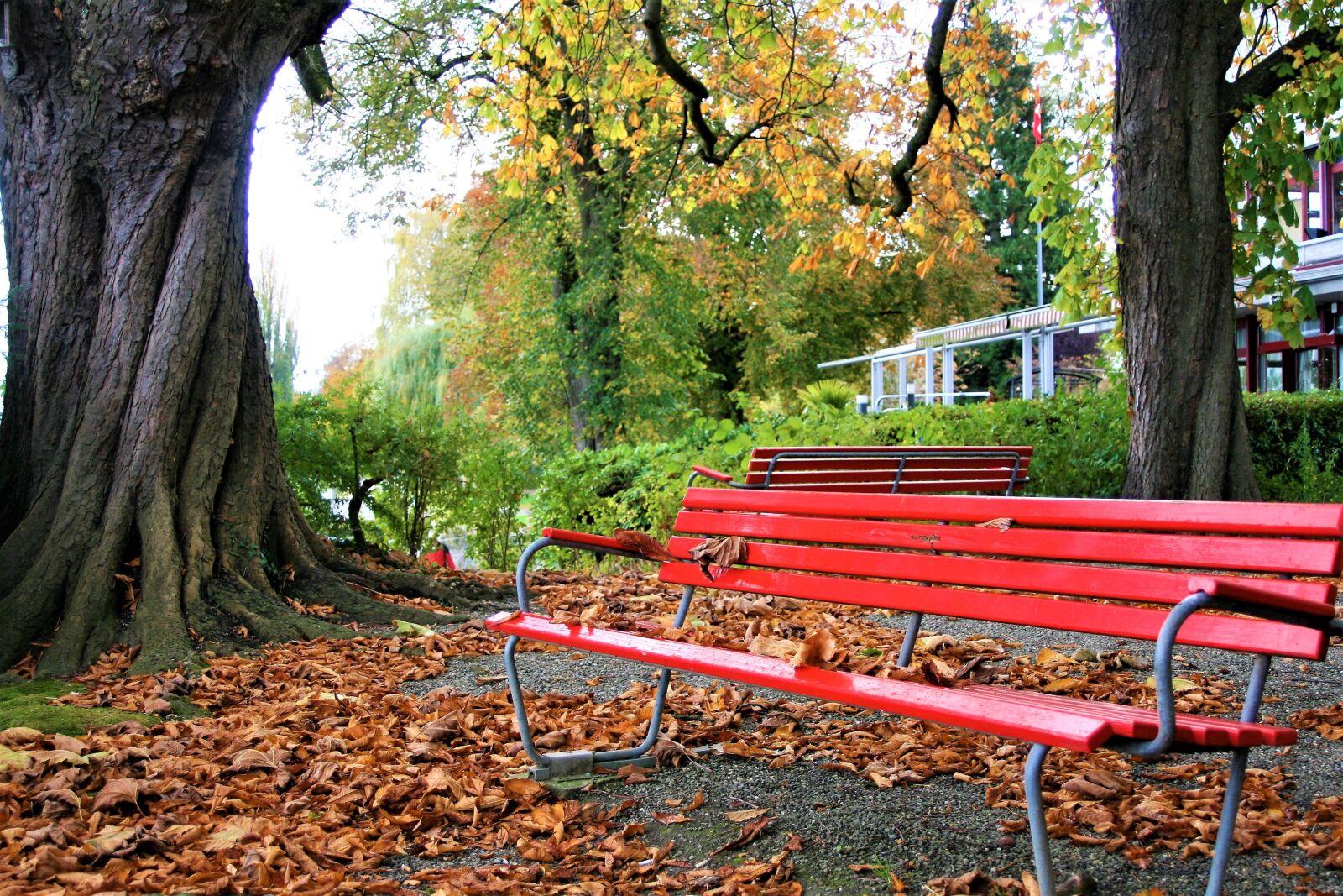 Canon EOS 400D (EOS Digital Rebel XTi / EOS Kiss Digital X) sample photo. The old tree, benches photography