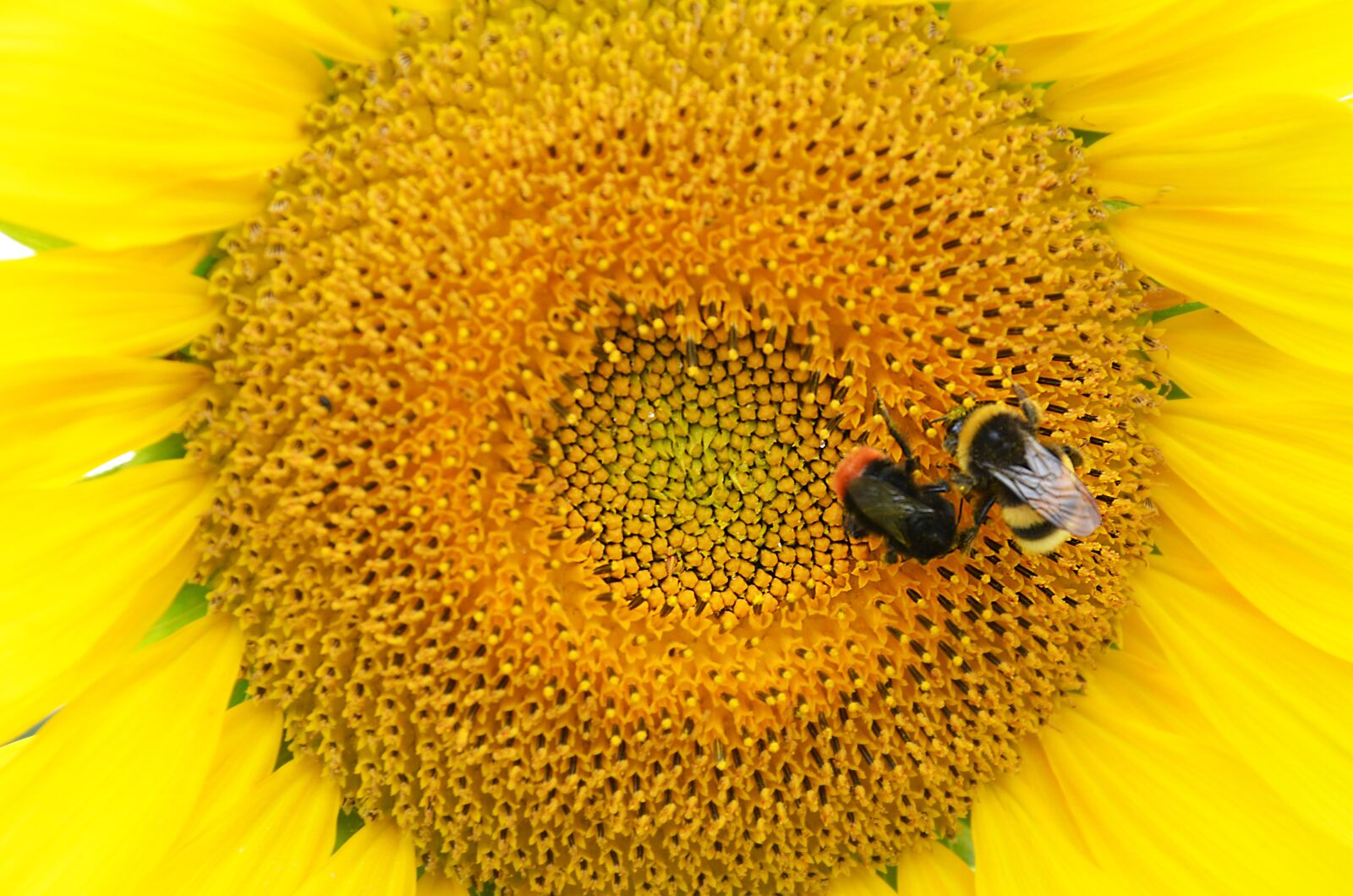 Nikon D5100 sample photo. Sunflower, bee, insect photography