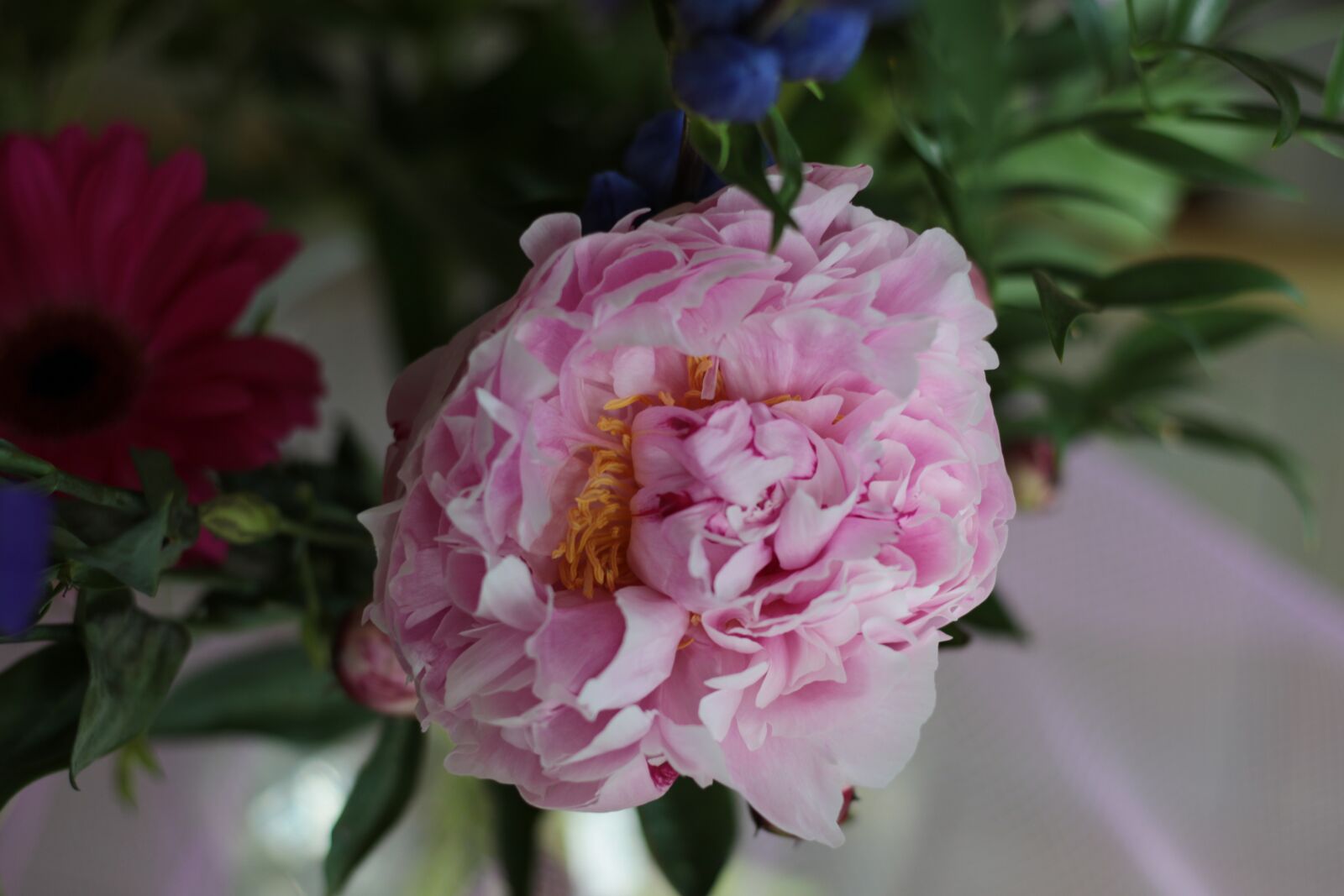 Canon EOS 7D Mark II sample photo. Peony, double pink, stamens photography