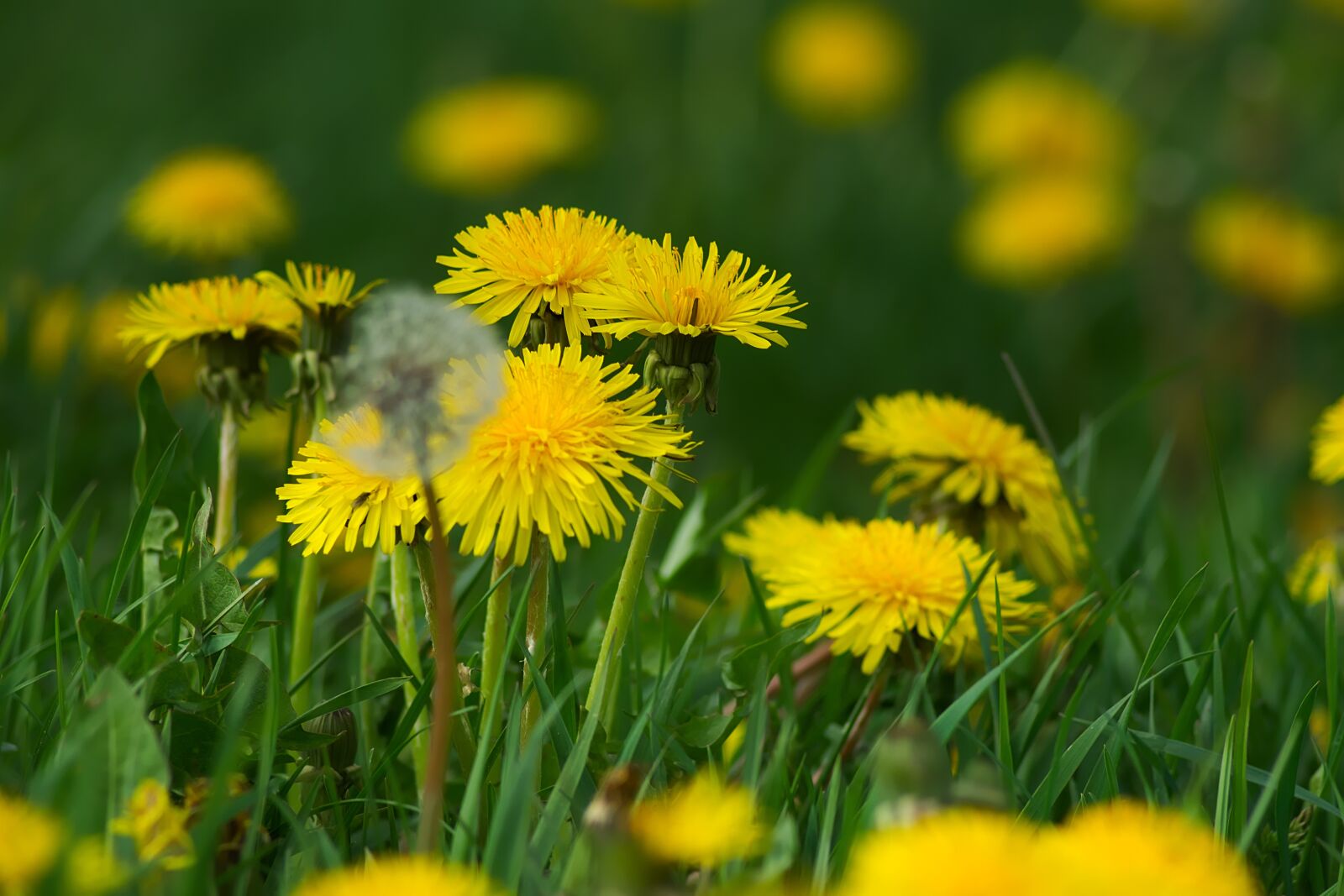 Nikon D3300 sample photo. Dandelion, blossom, bloom photography