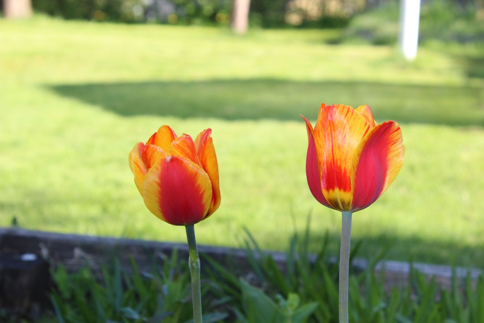 Canon EOS 600D (Rebel EOS T3i / EOS Kiss X5) sample photo. Tulips, flowers, natural photography