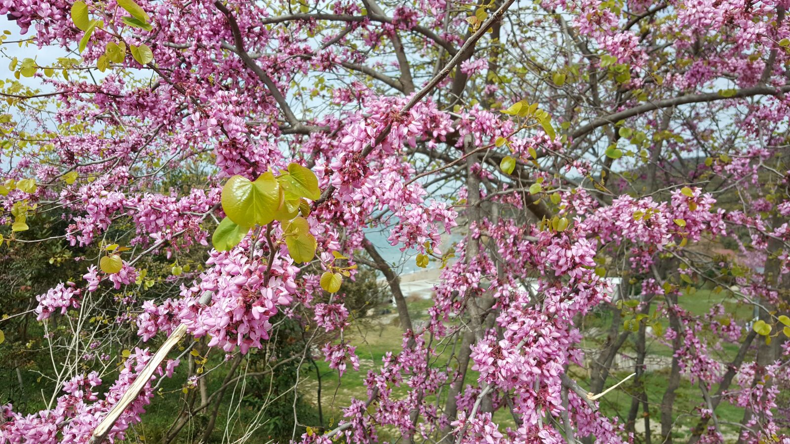 Samsung Galaxy Note5 sample photo. Spring, flowers, nature photography
